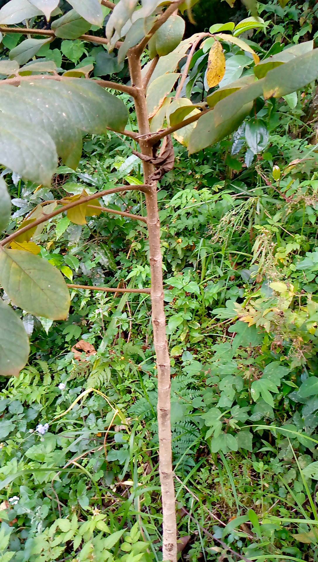 tree