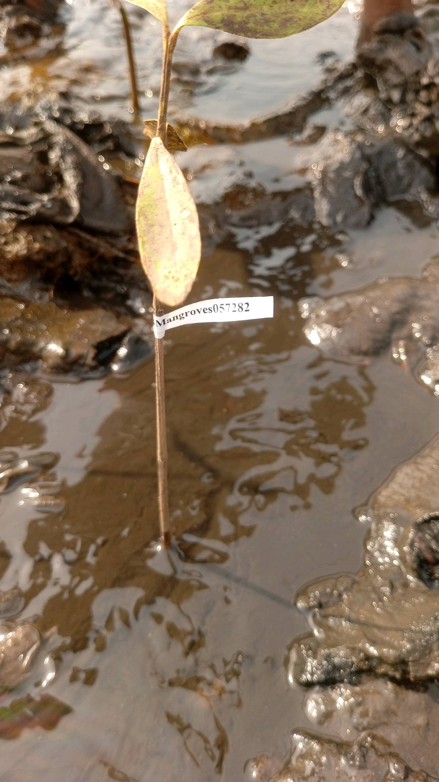 tree