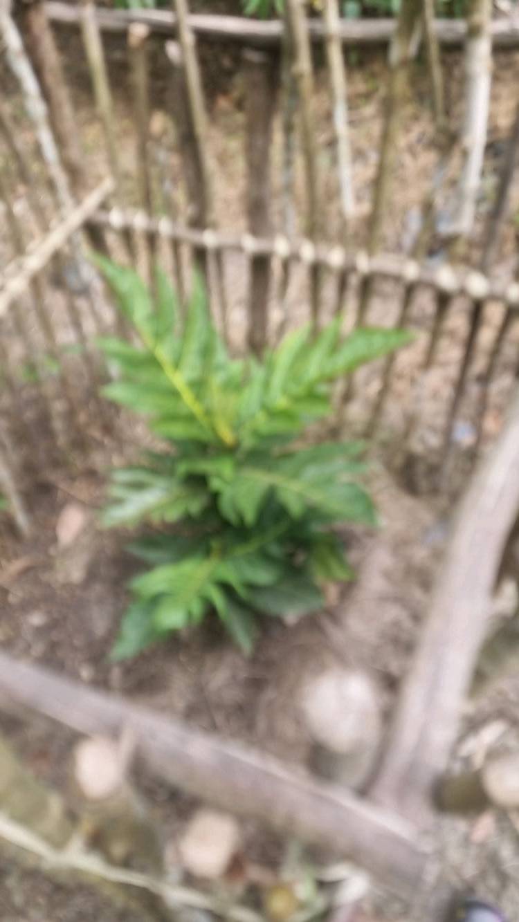 tree