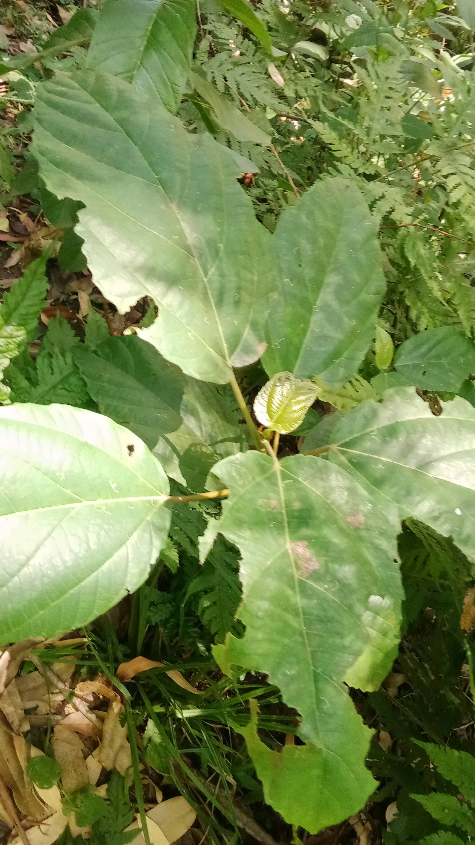 tree