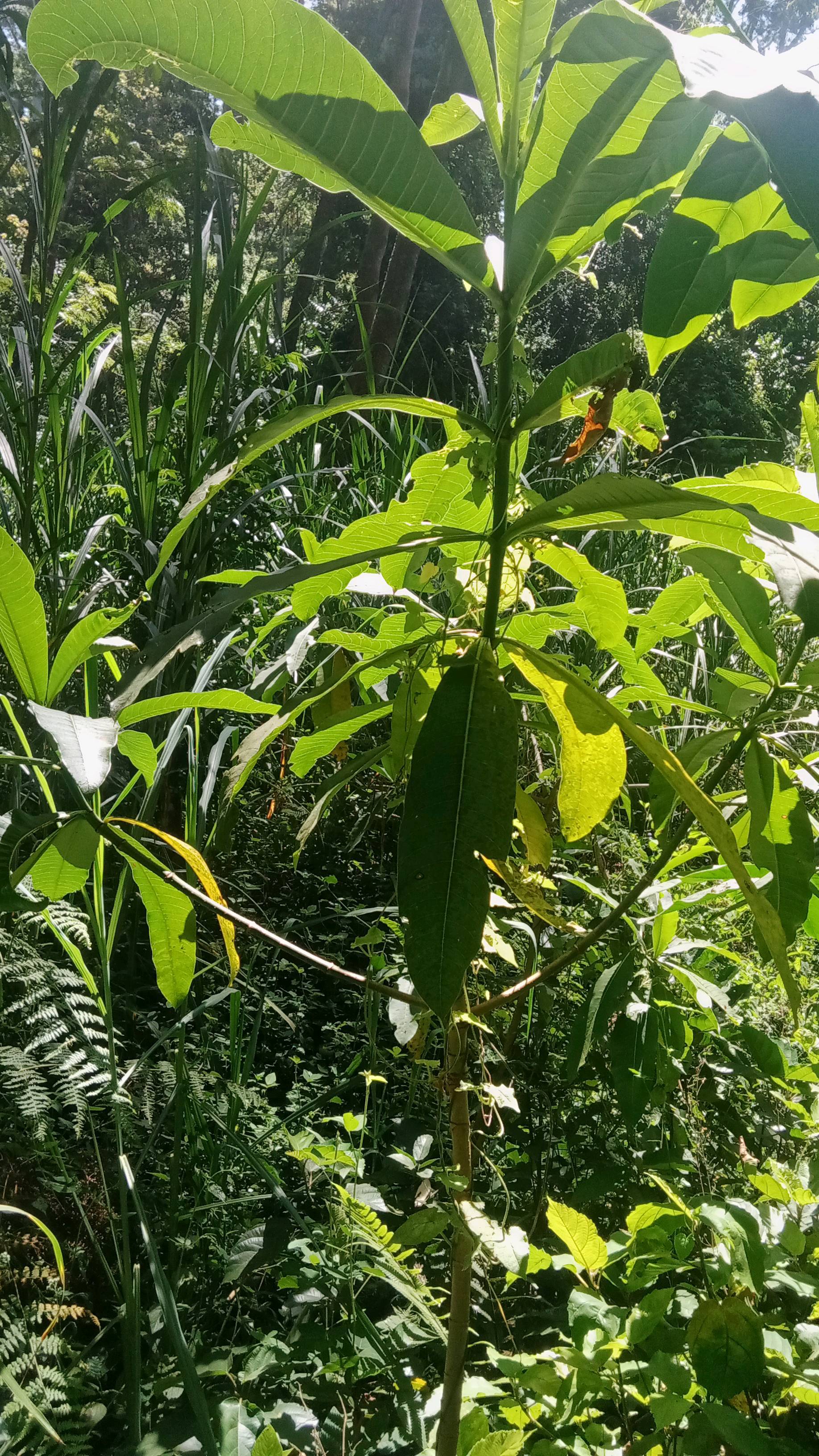 tree