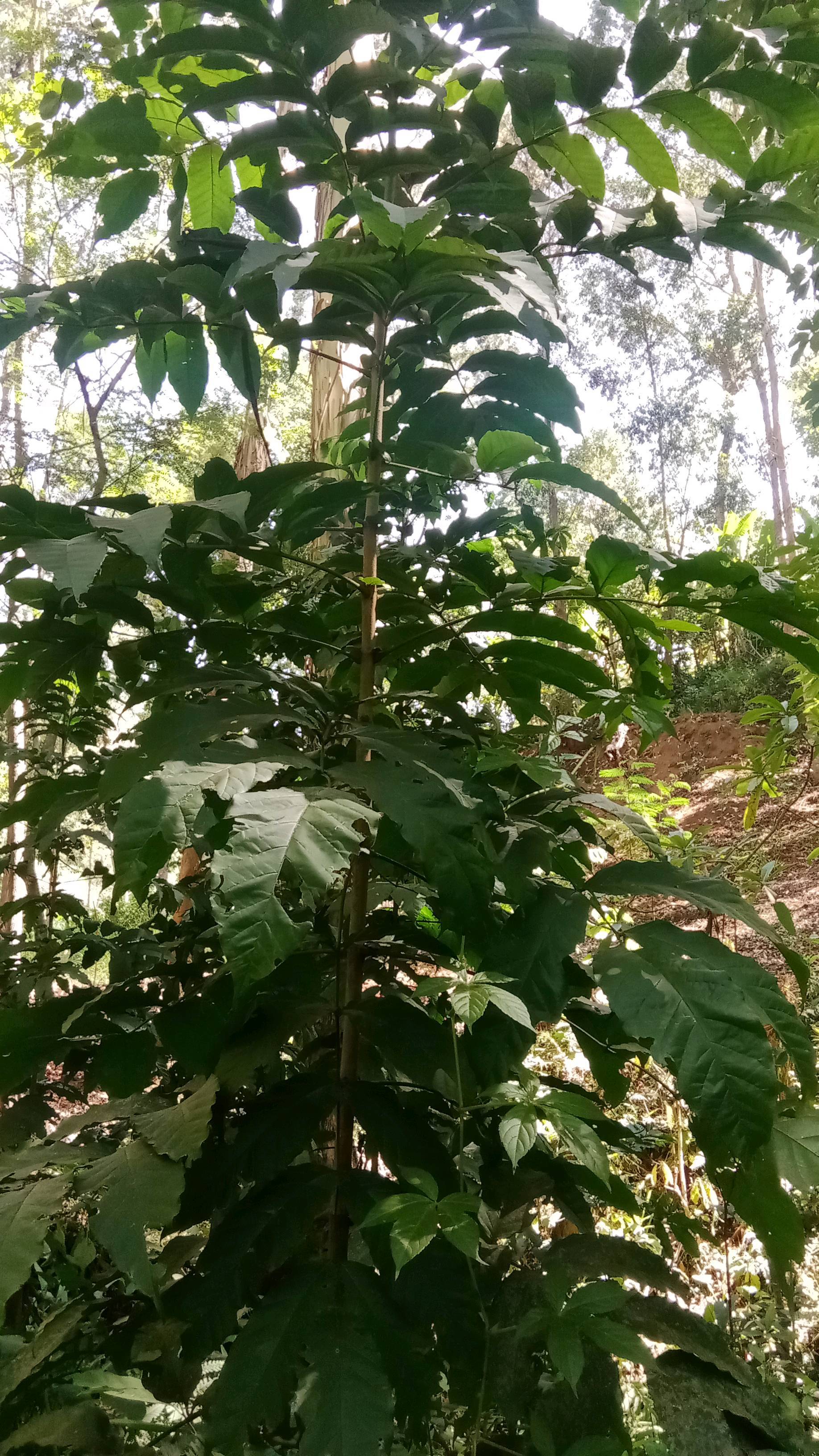 tree
