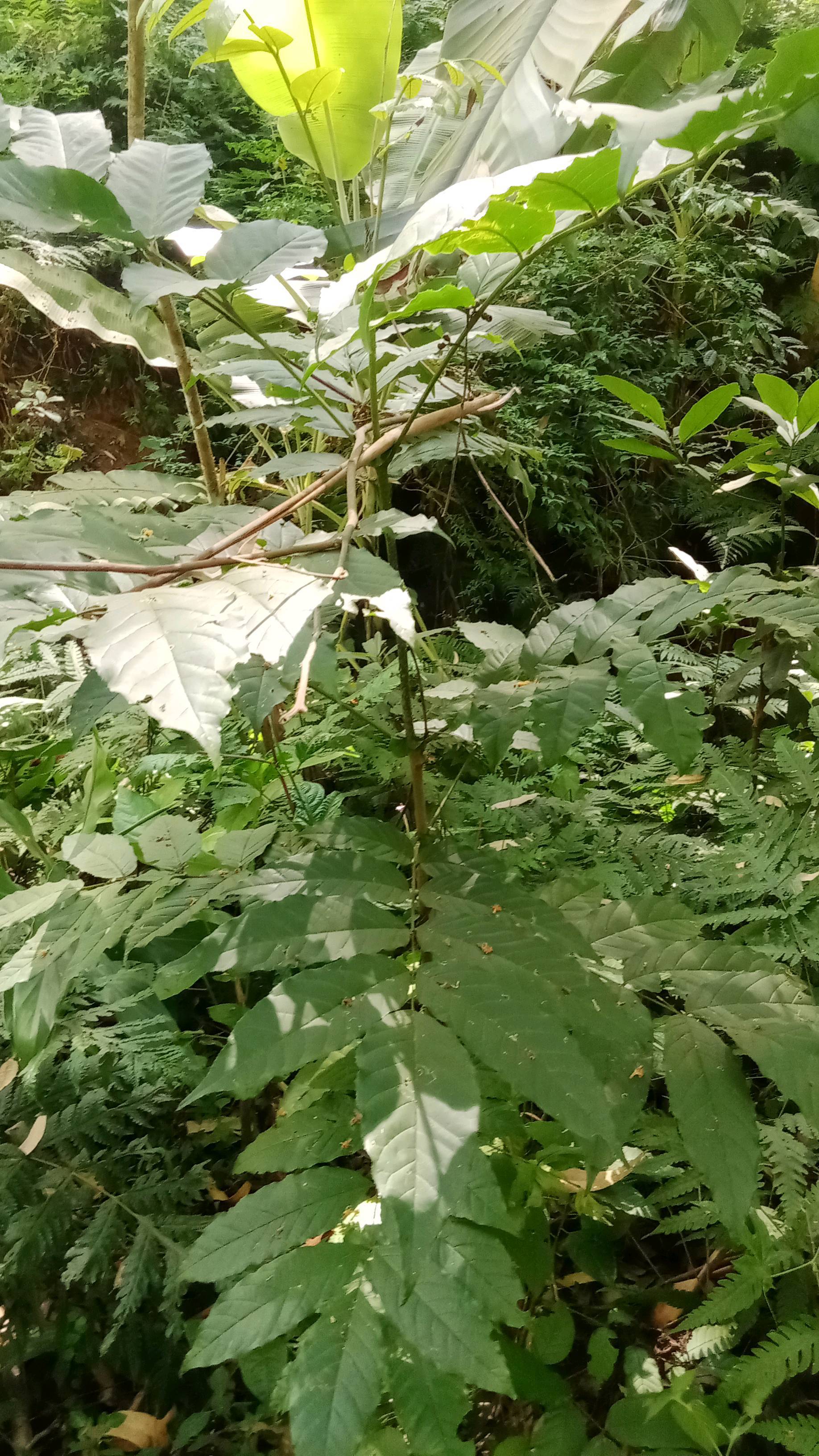 tree