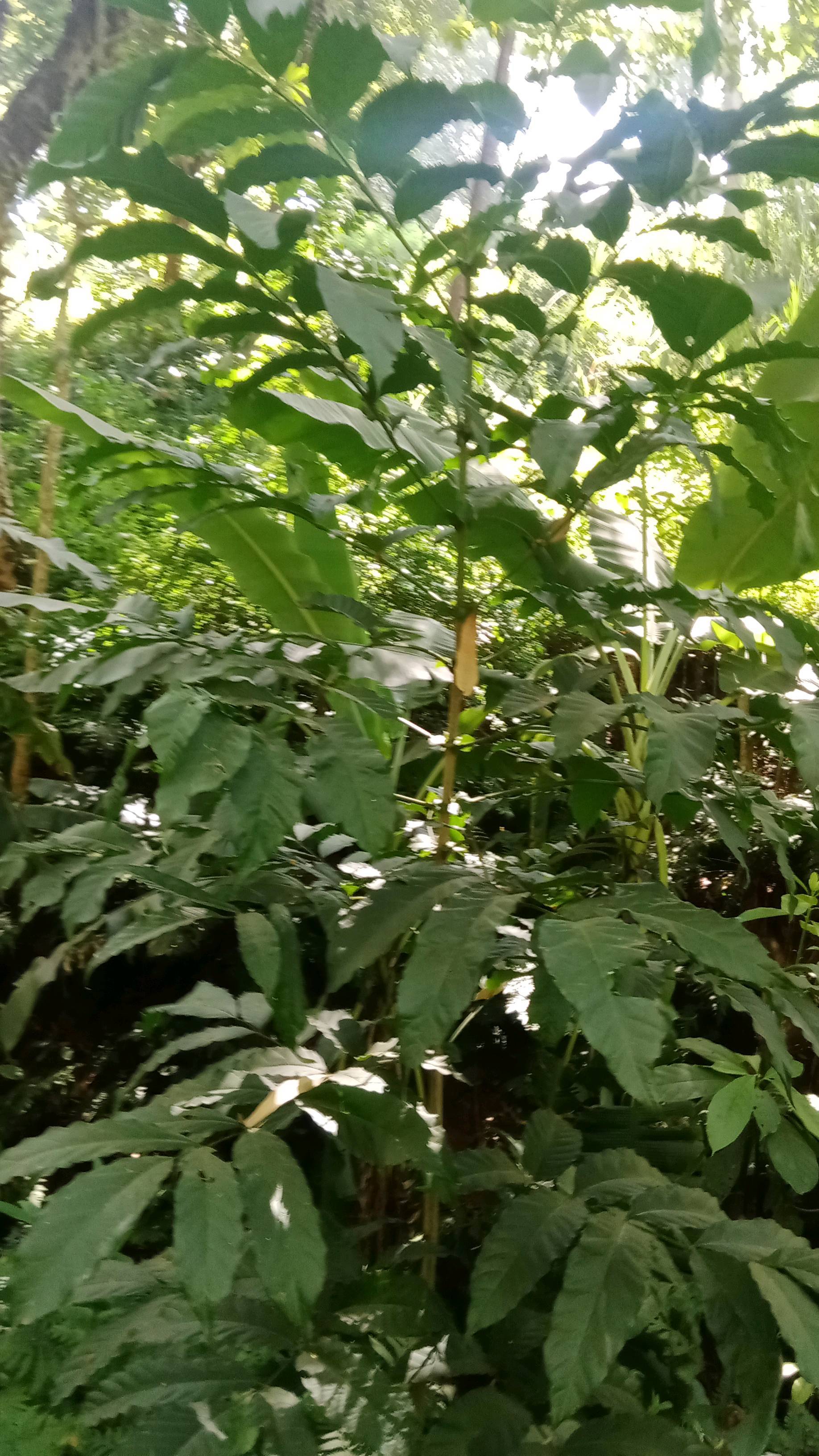 tree