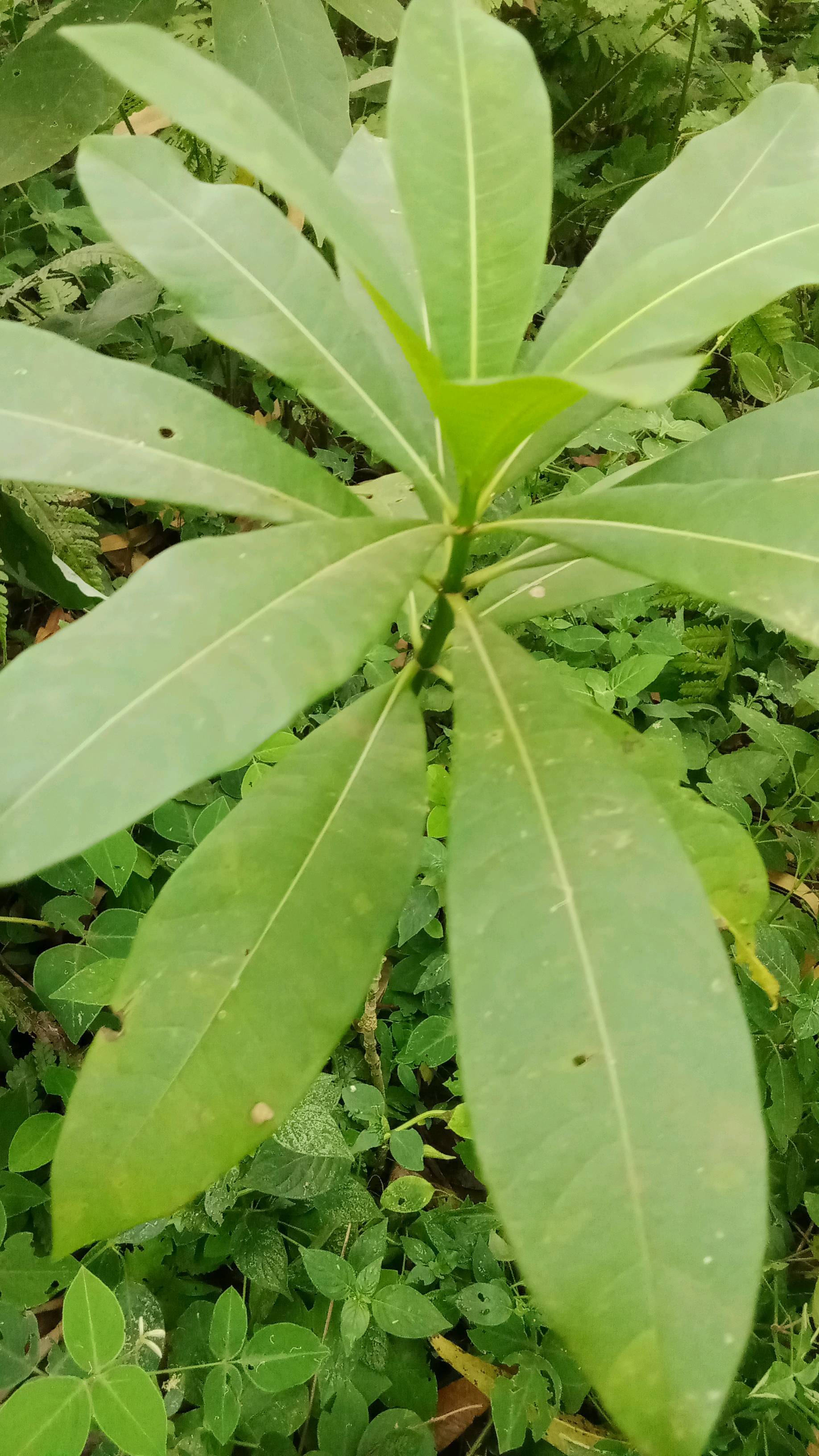 tree