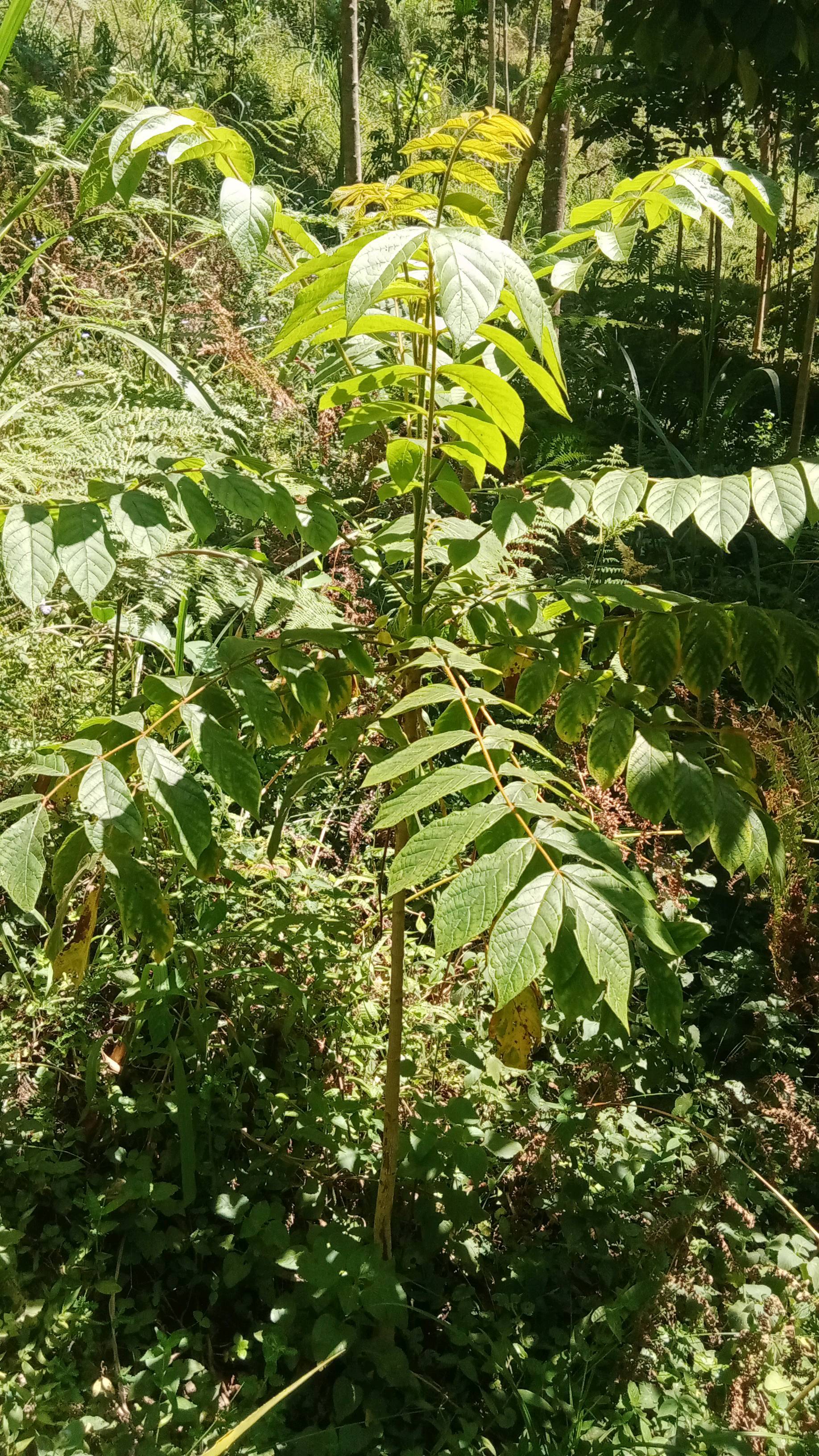 tree
