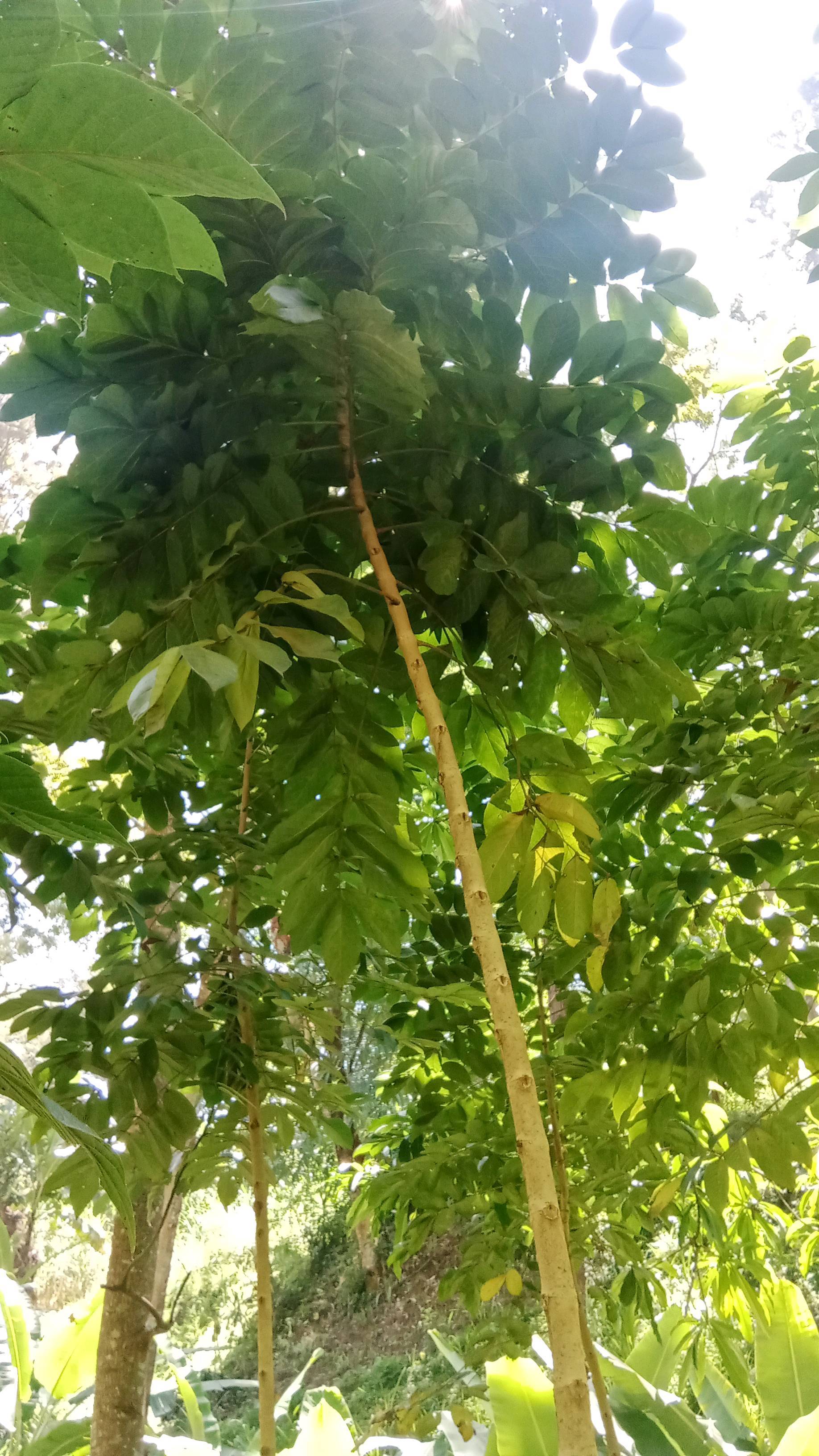 tree