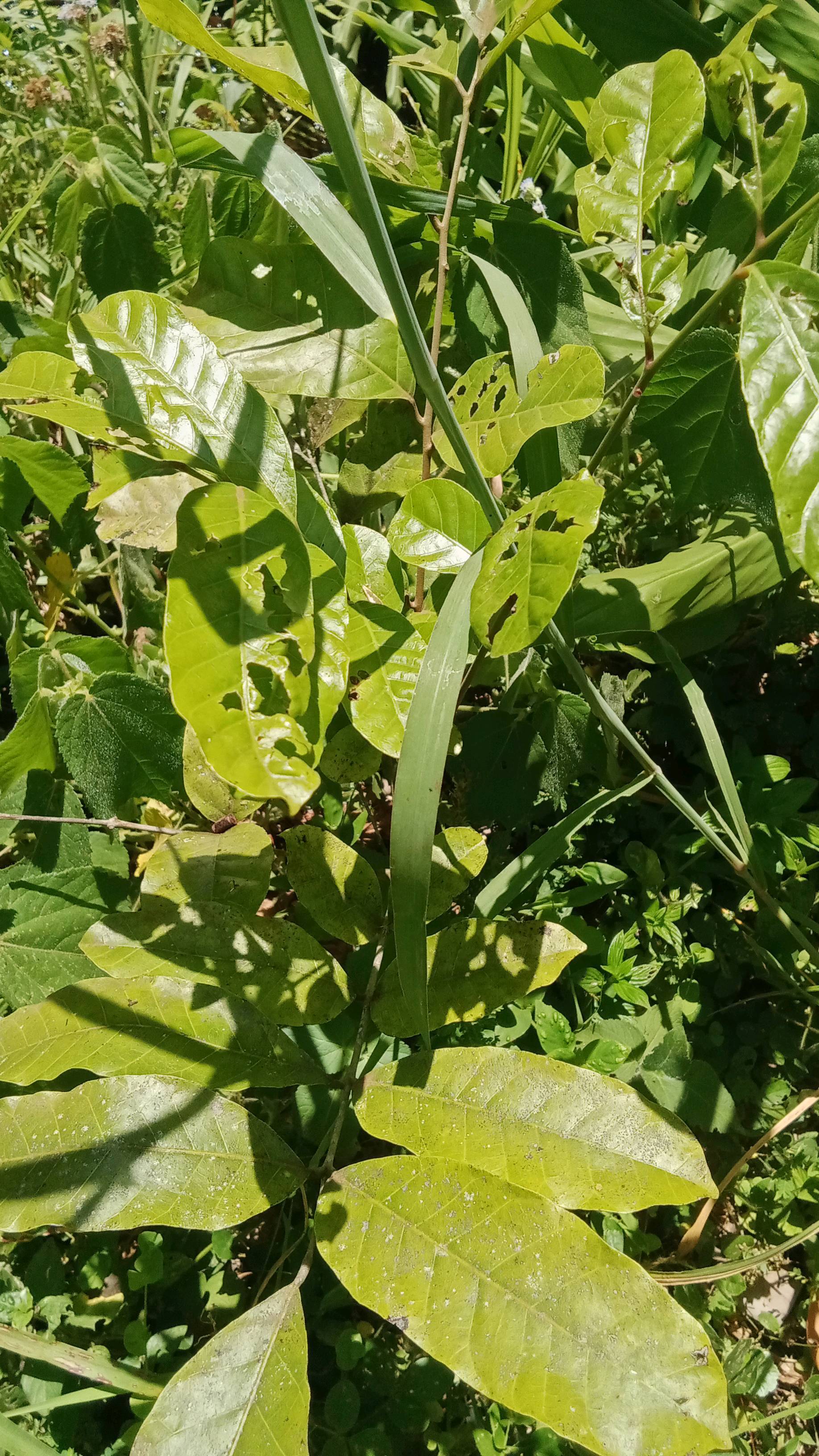 tree