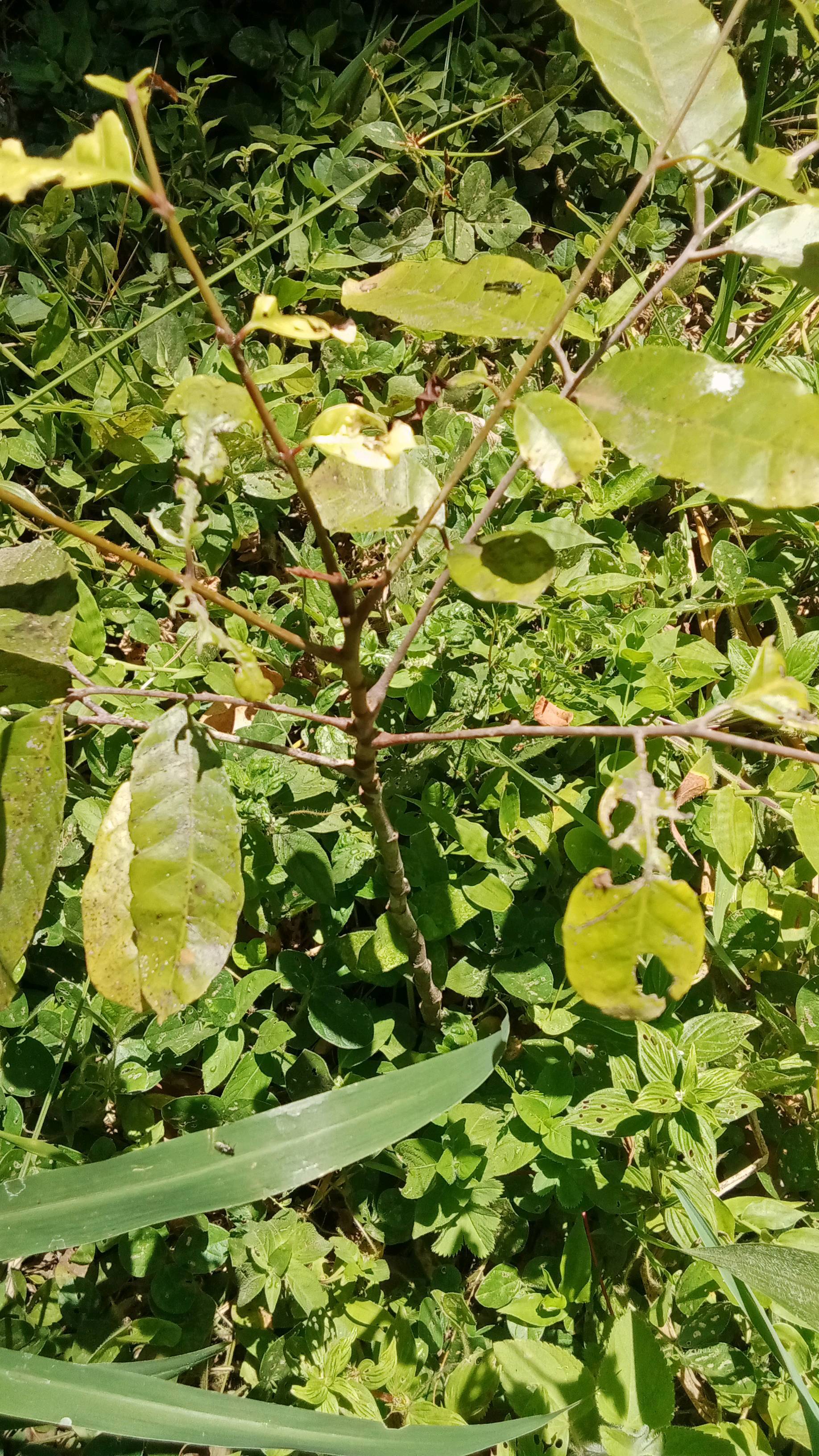 tree