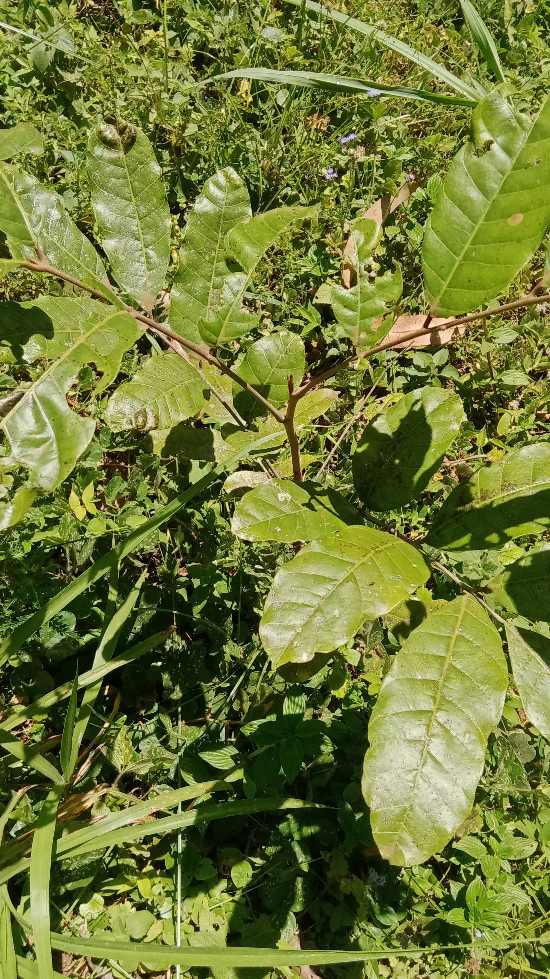 tree