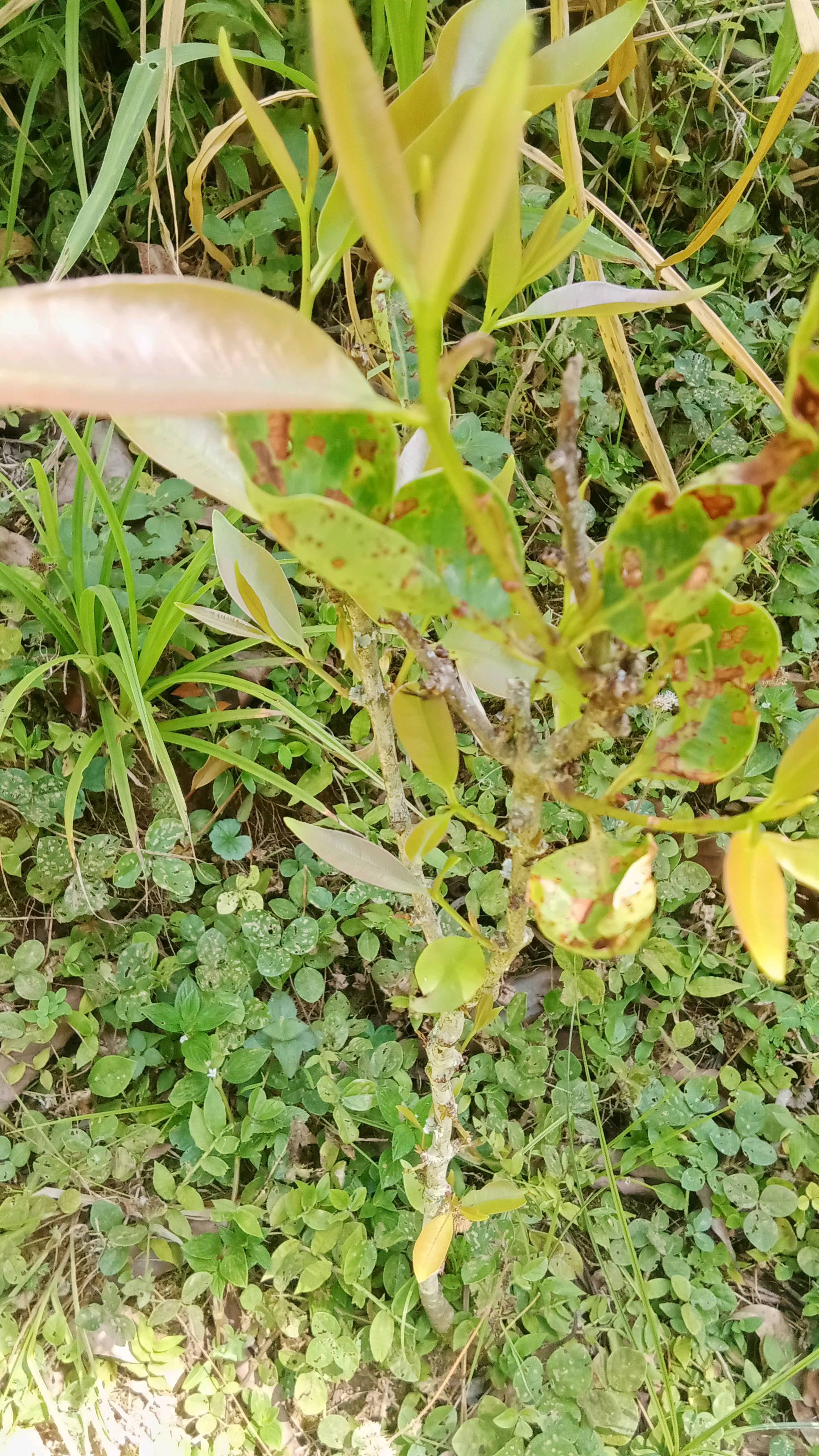 tree
