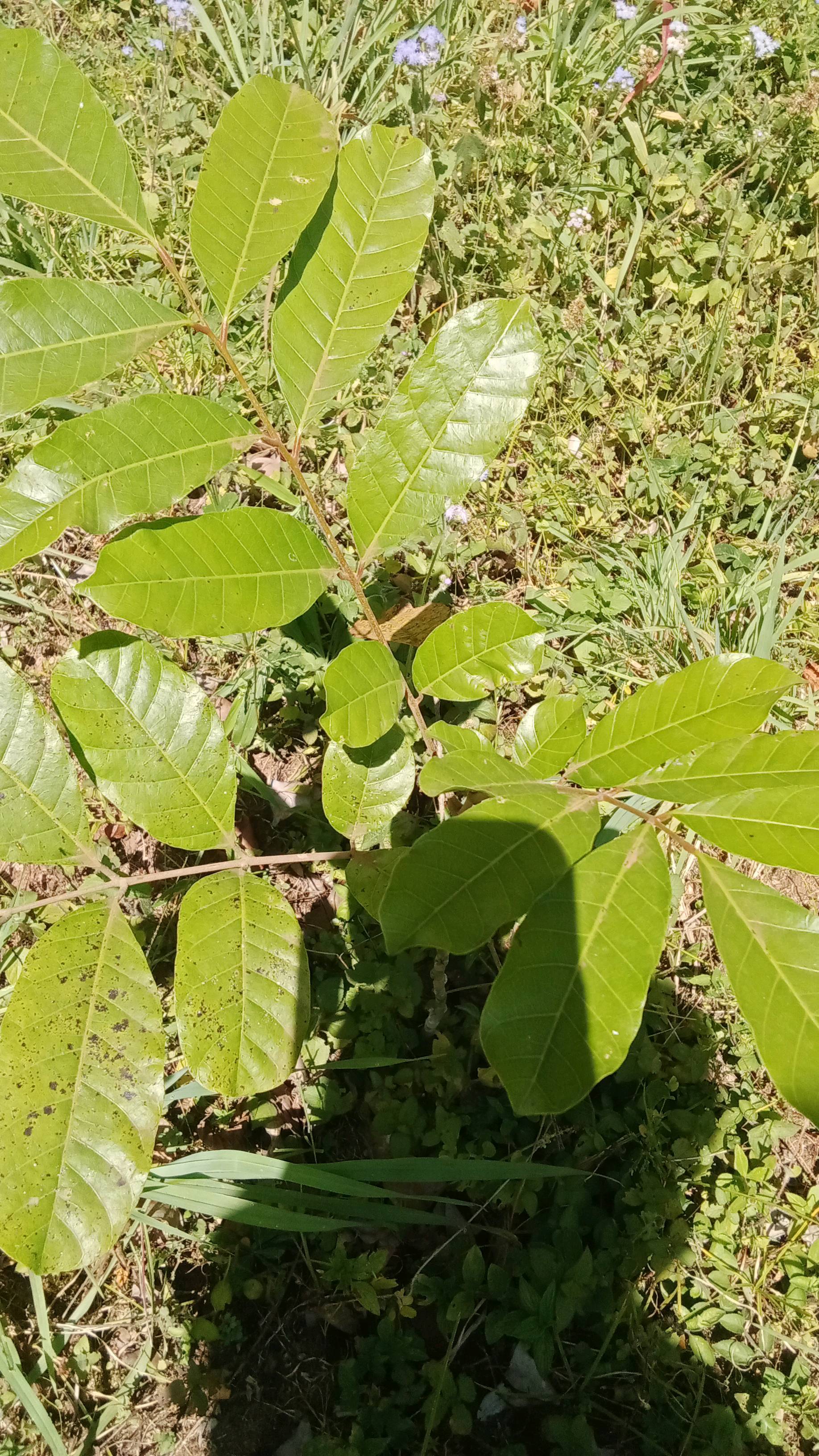 tree