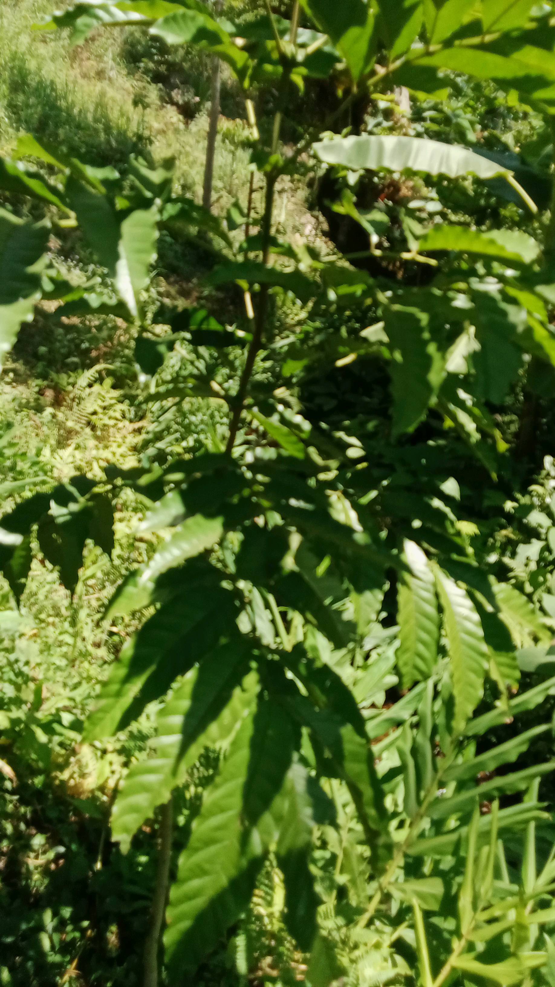 tree