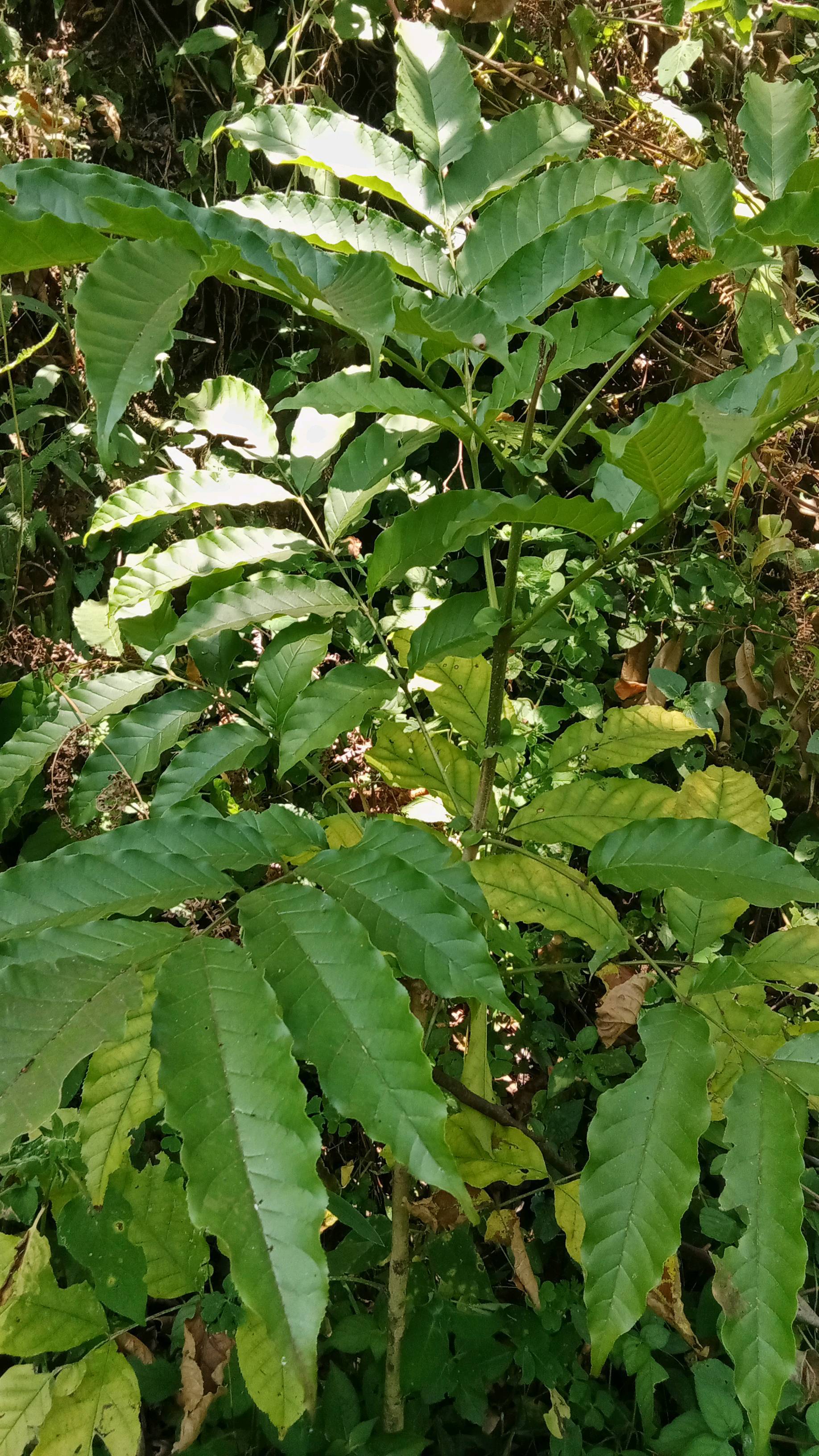tree
