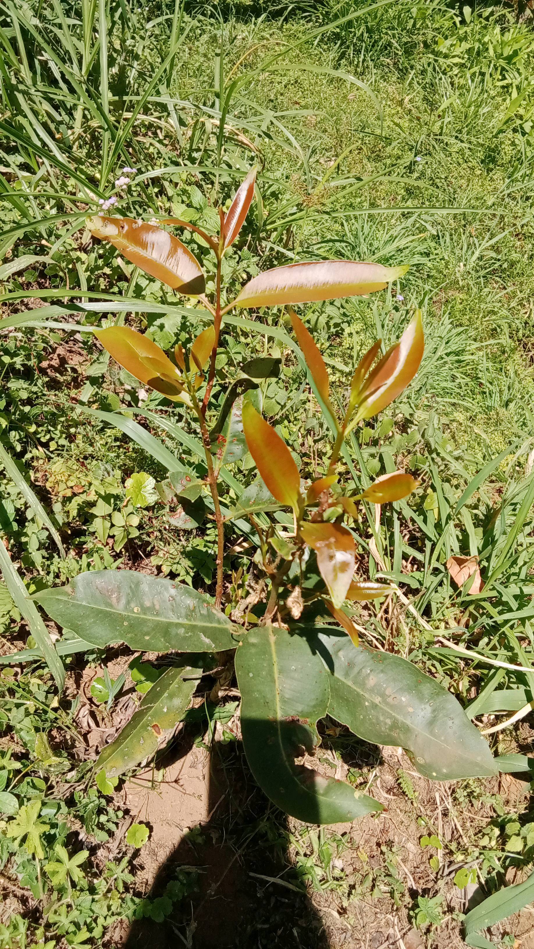 tree