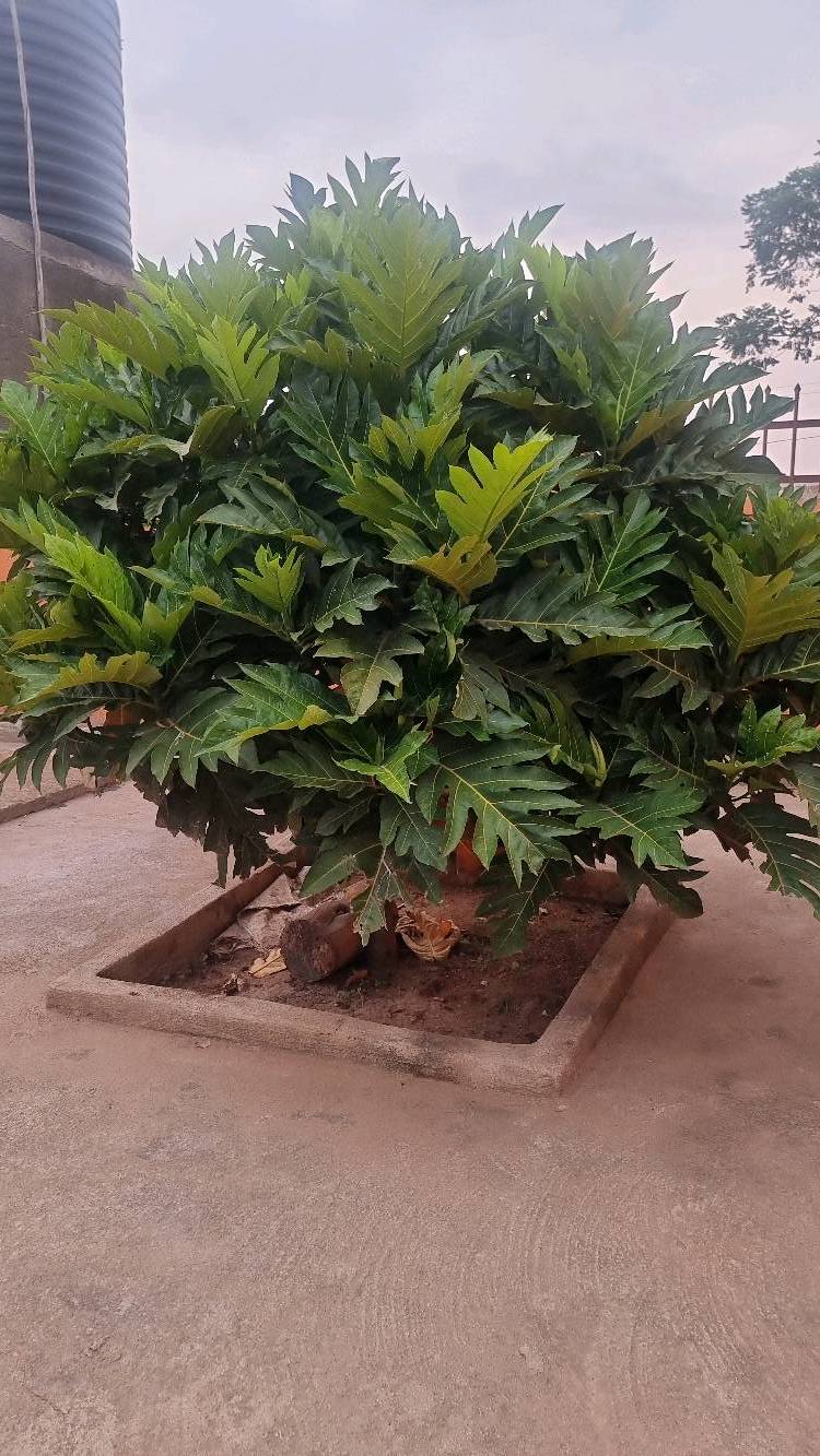 tree
