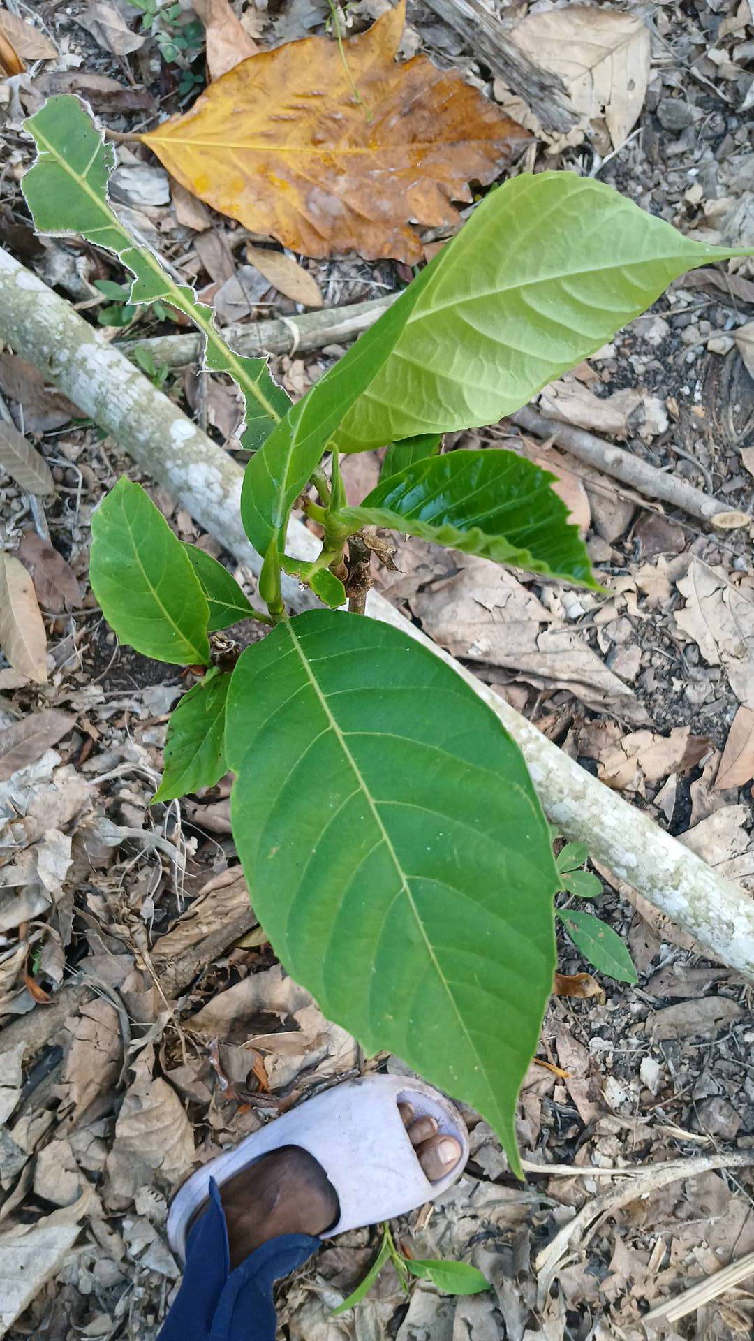 tree