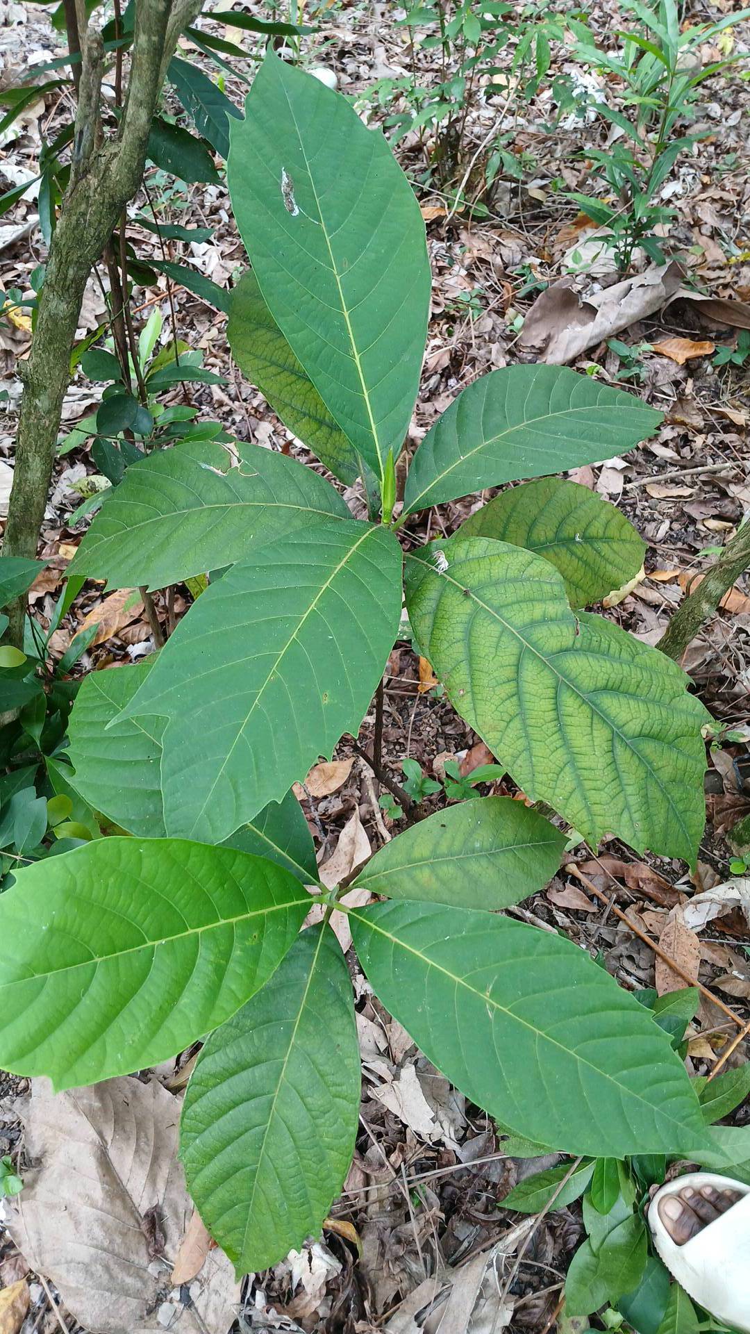 tree