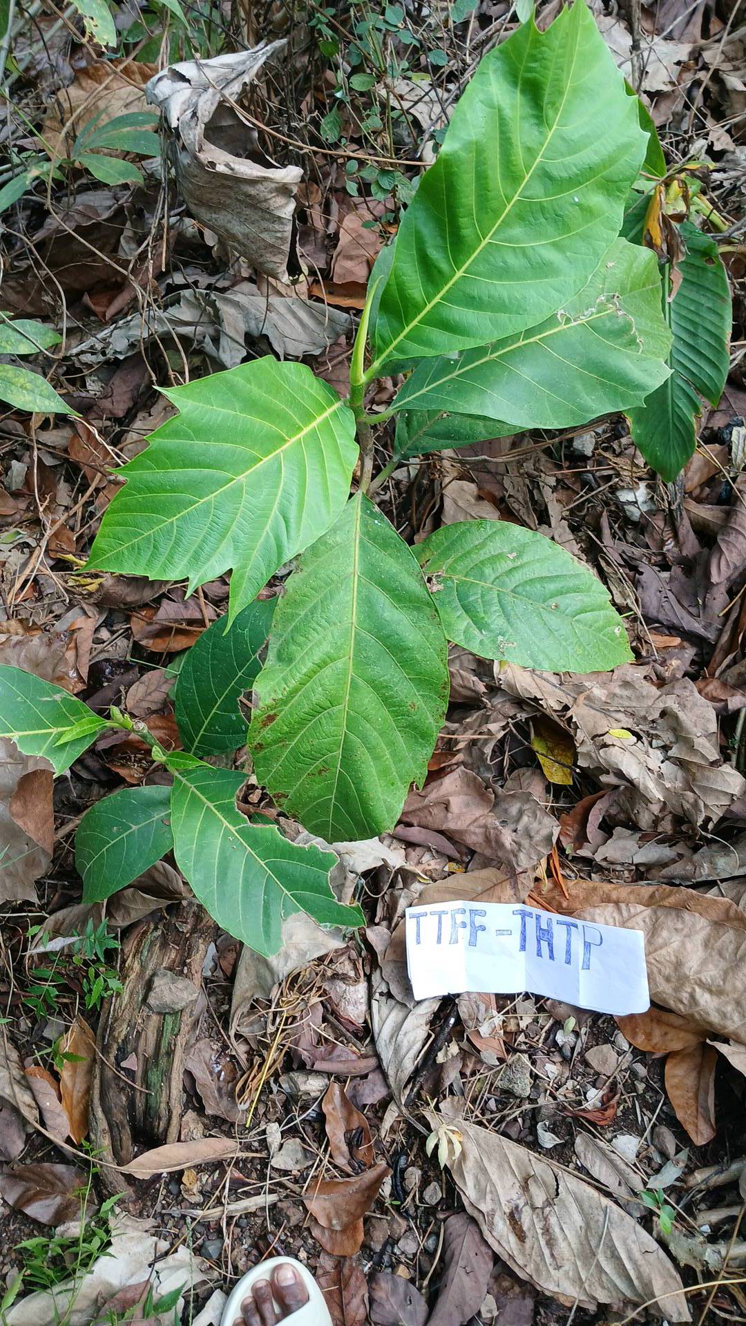 tree