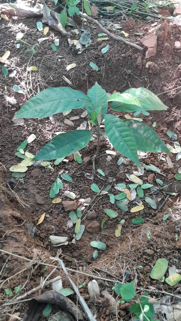 tree
