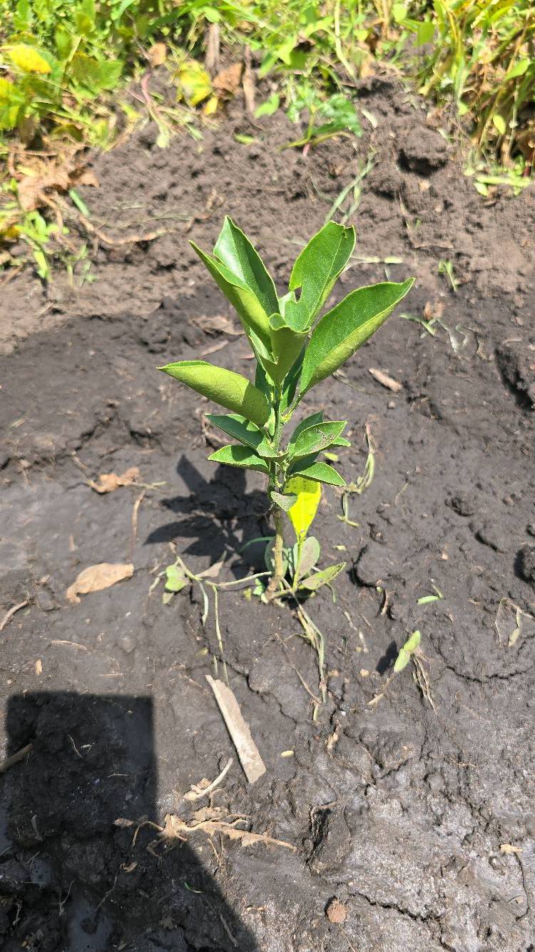 tree