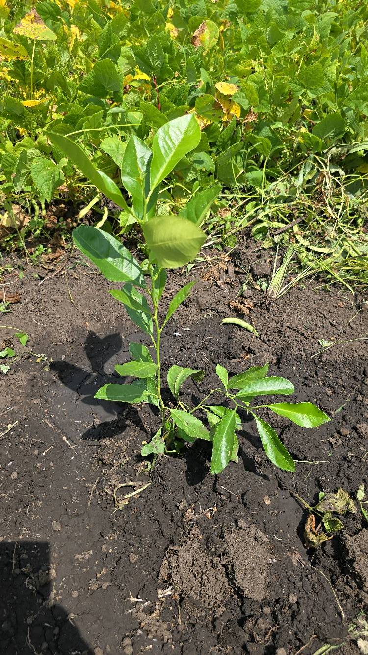 tree