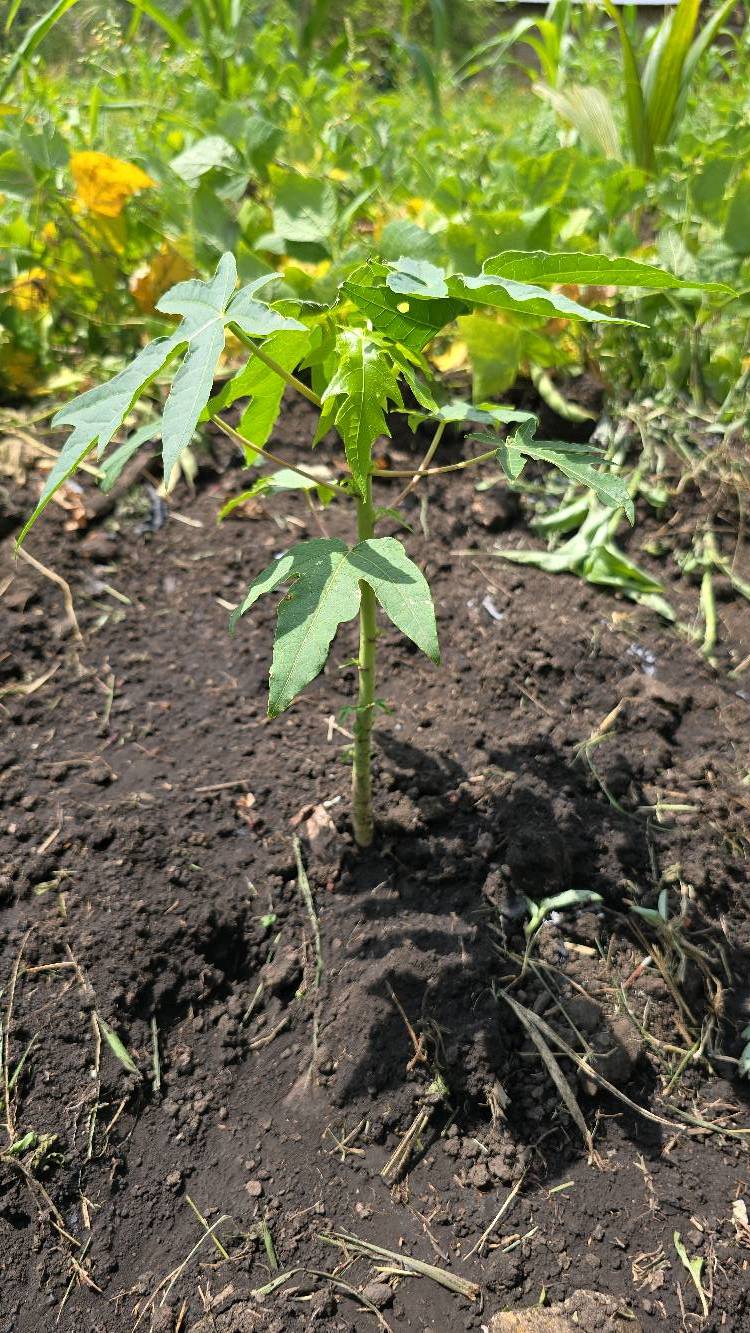 tree
