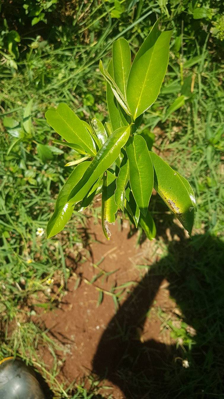 tree