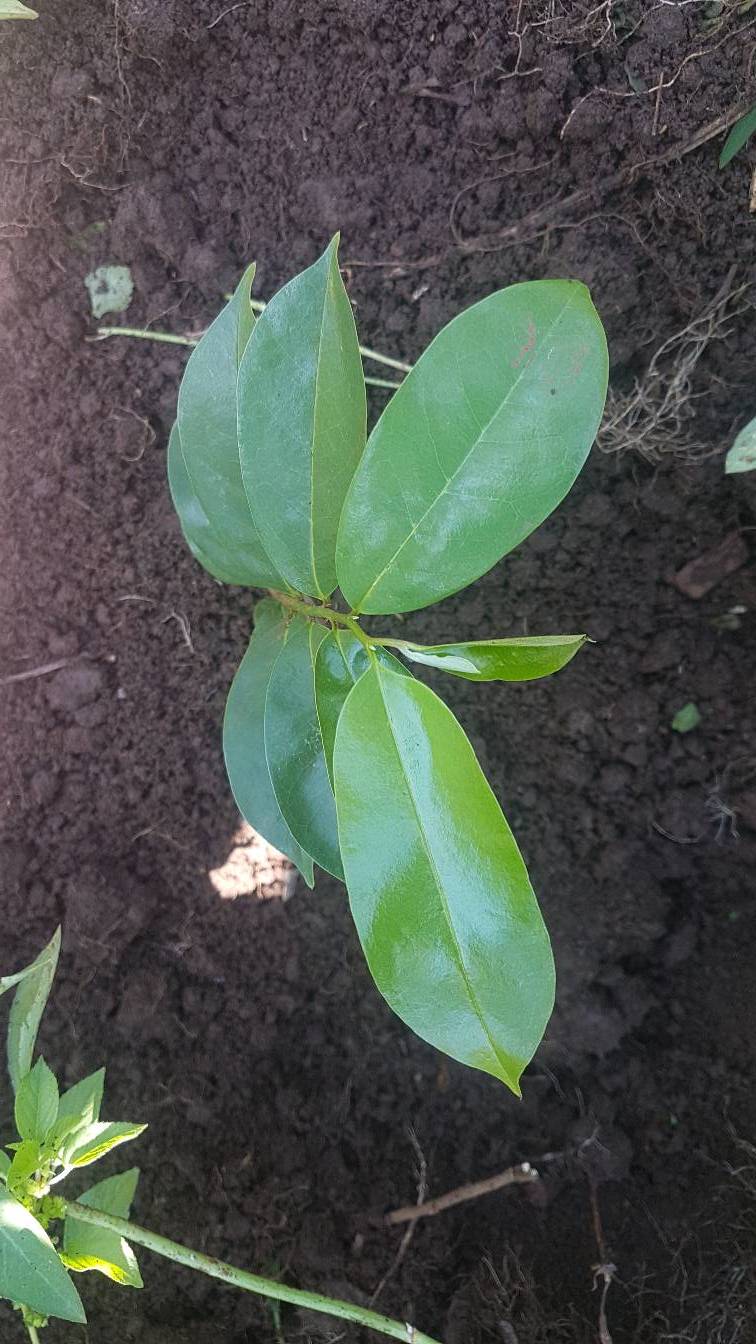 tree