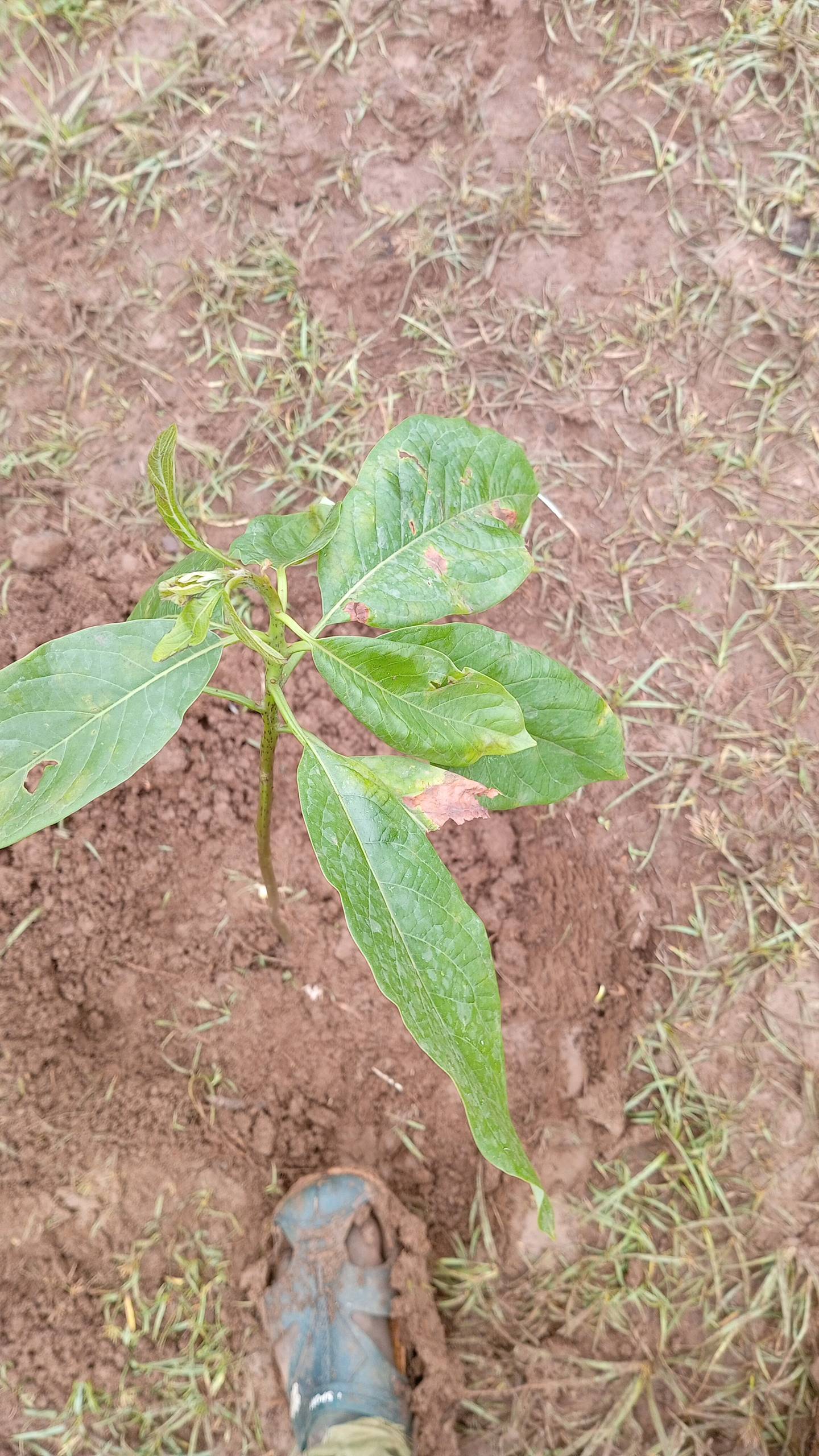 tree