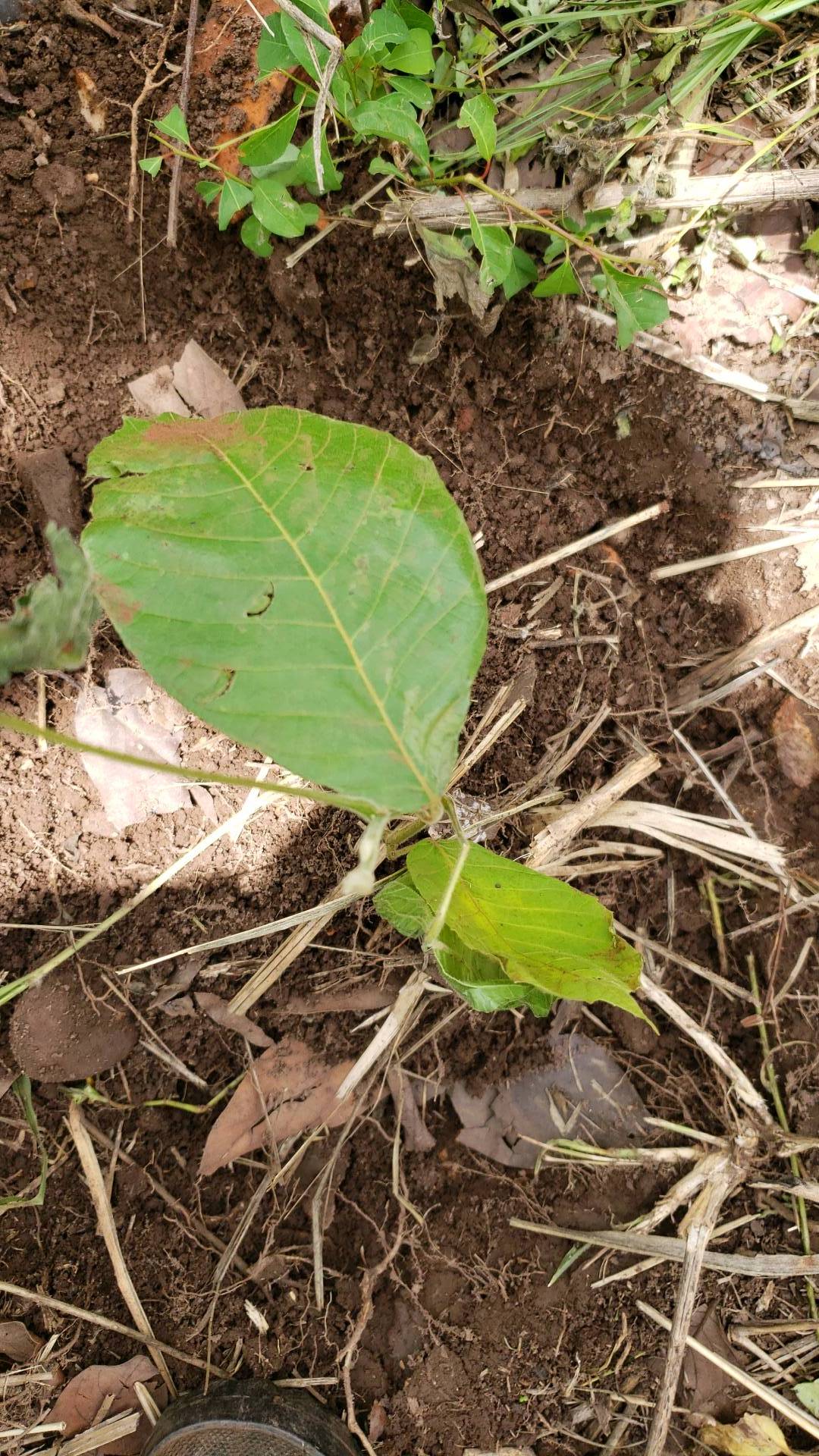 tree