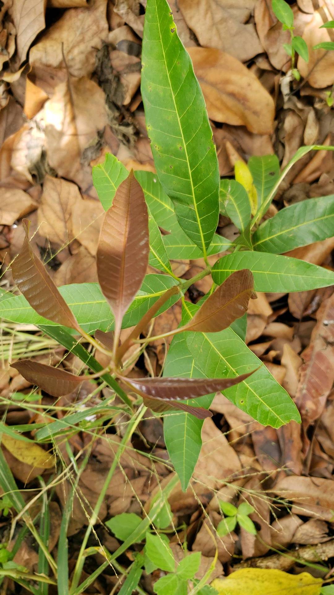 tree