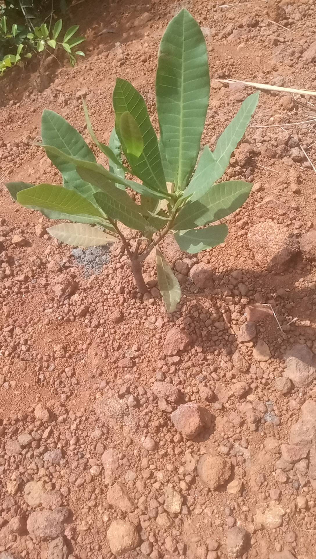 tree