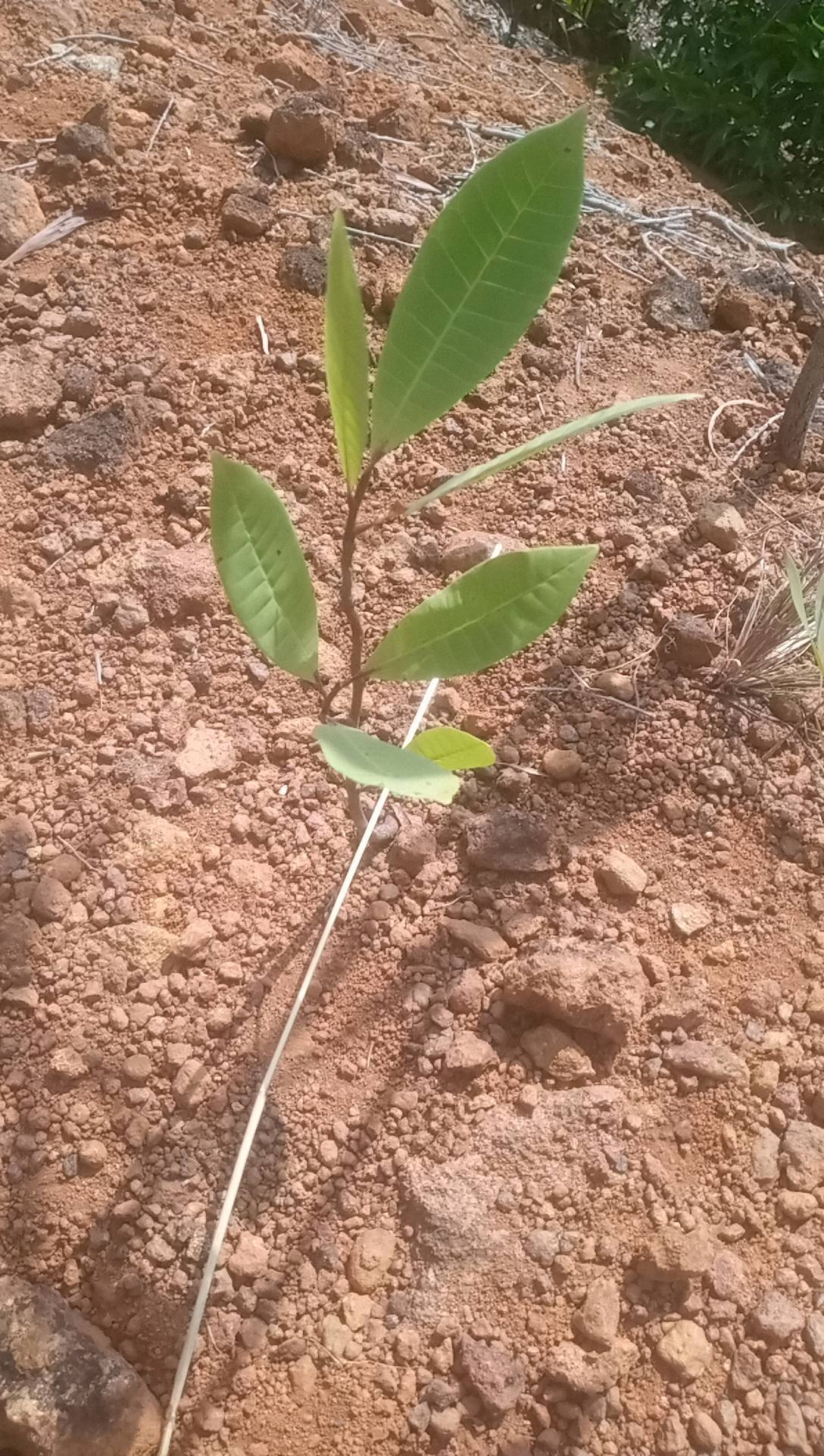 tree