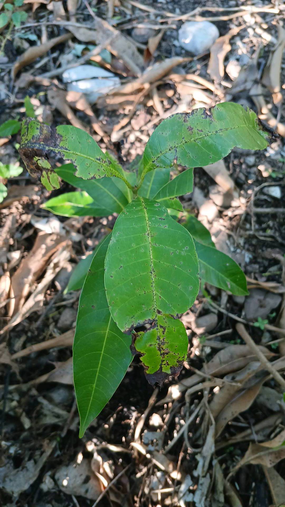 tree