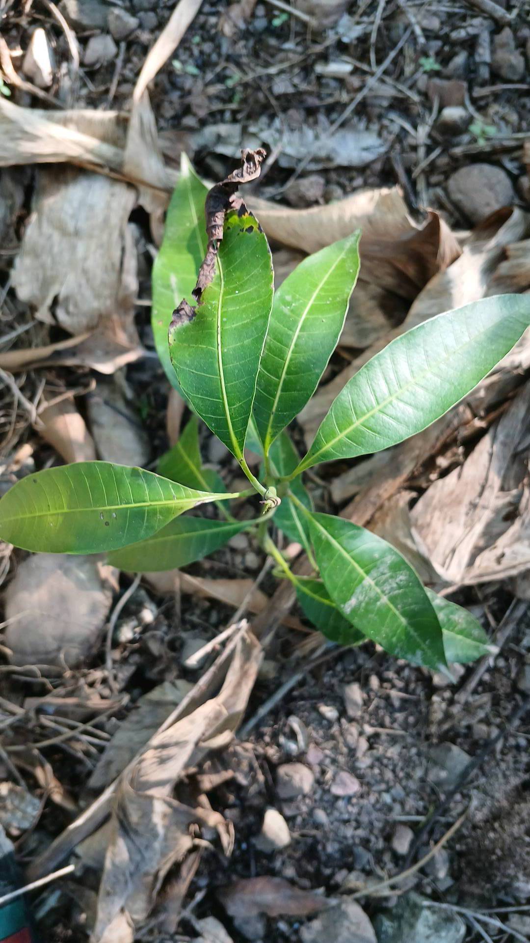 tree