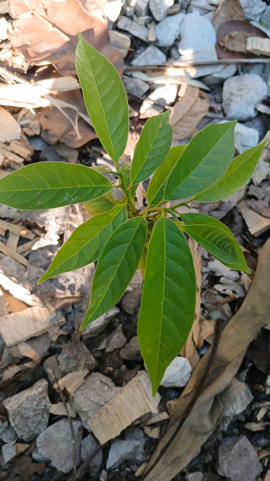 tree