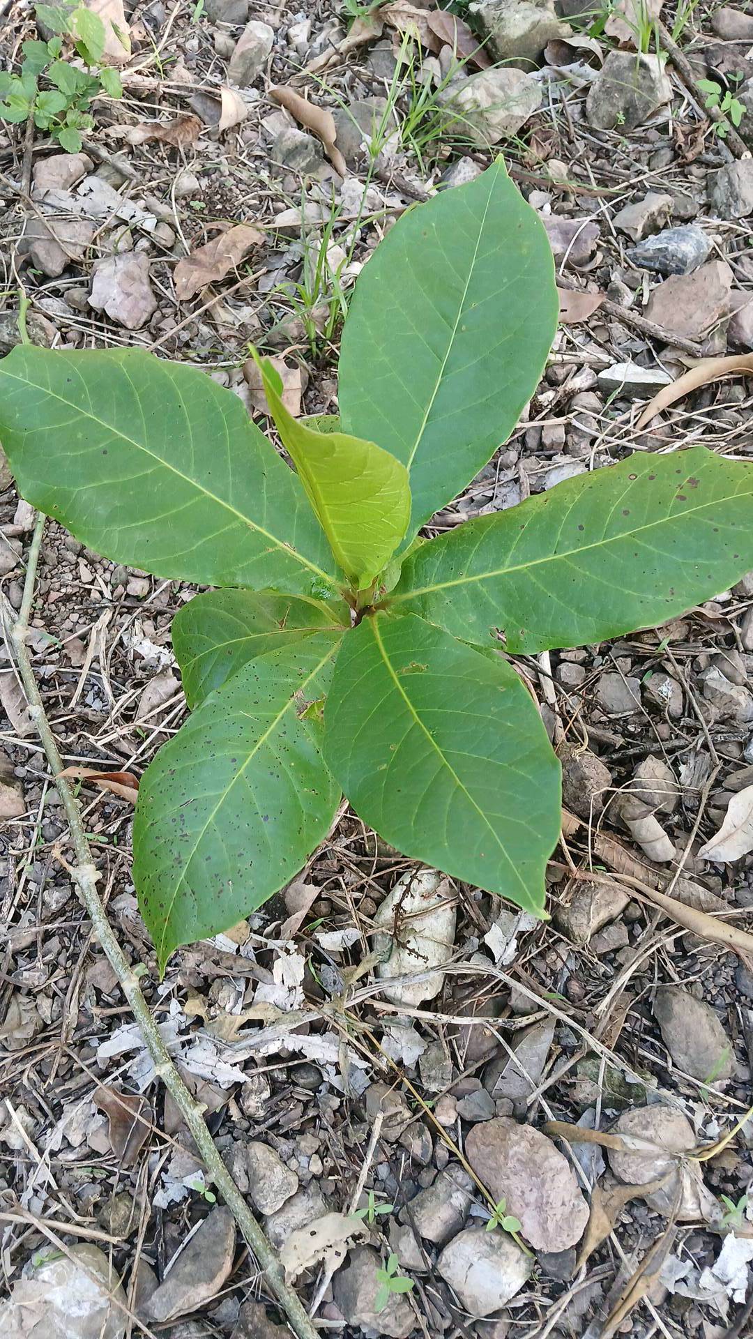 tree