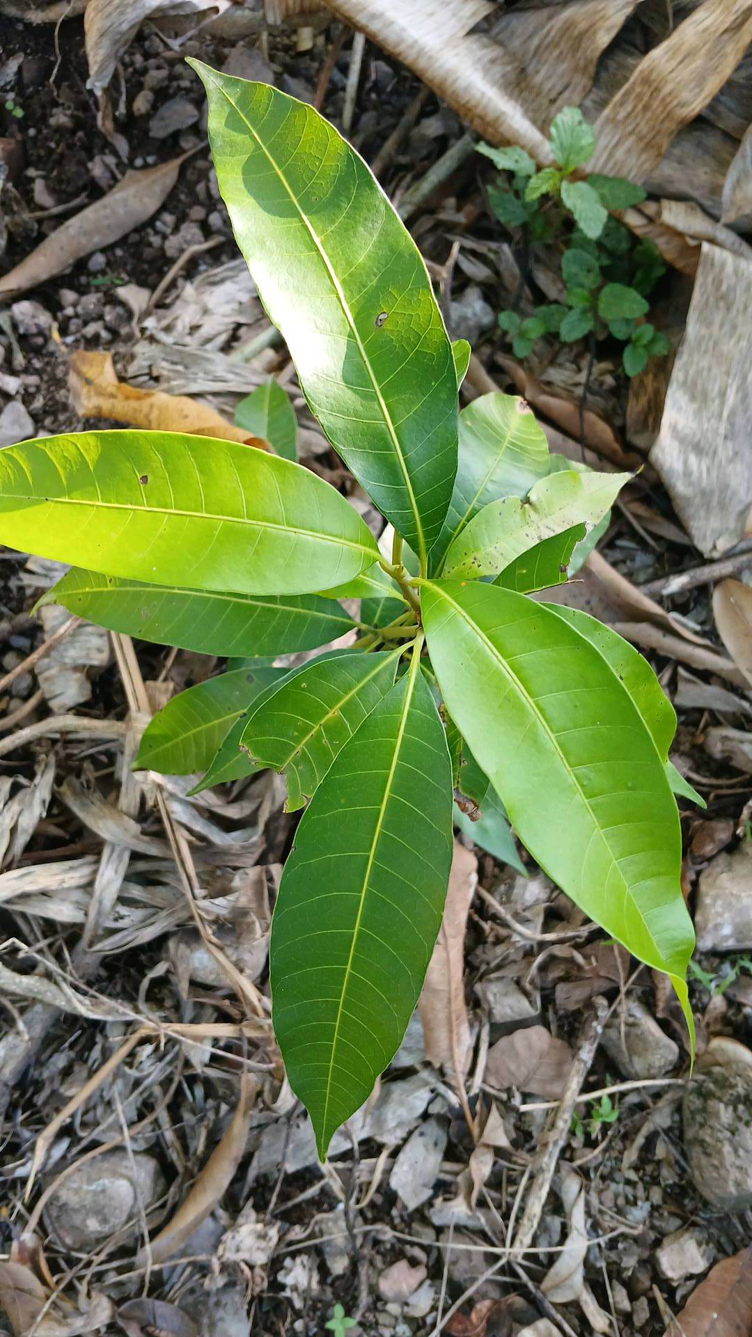 tree
