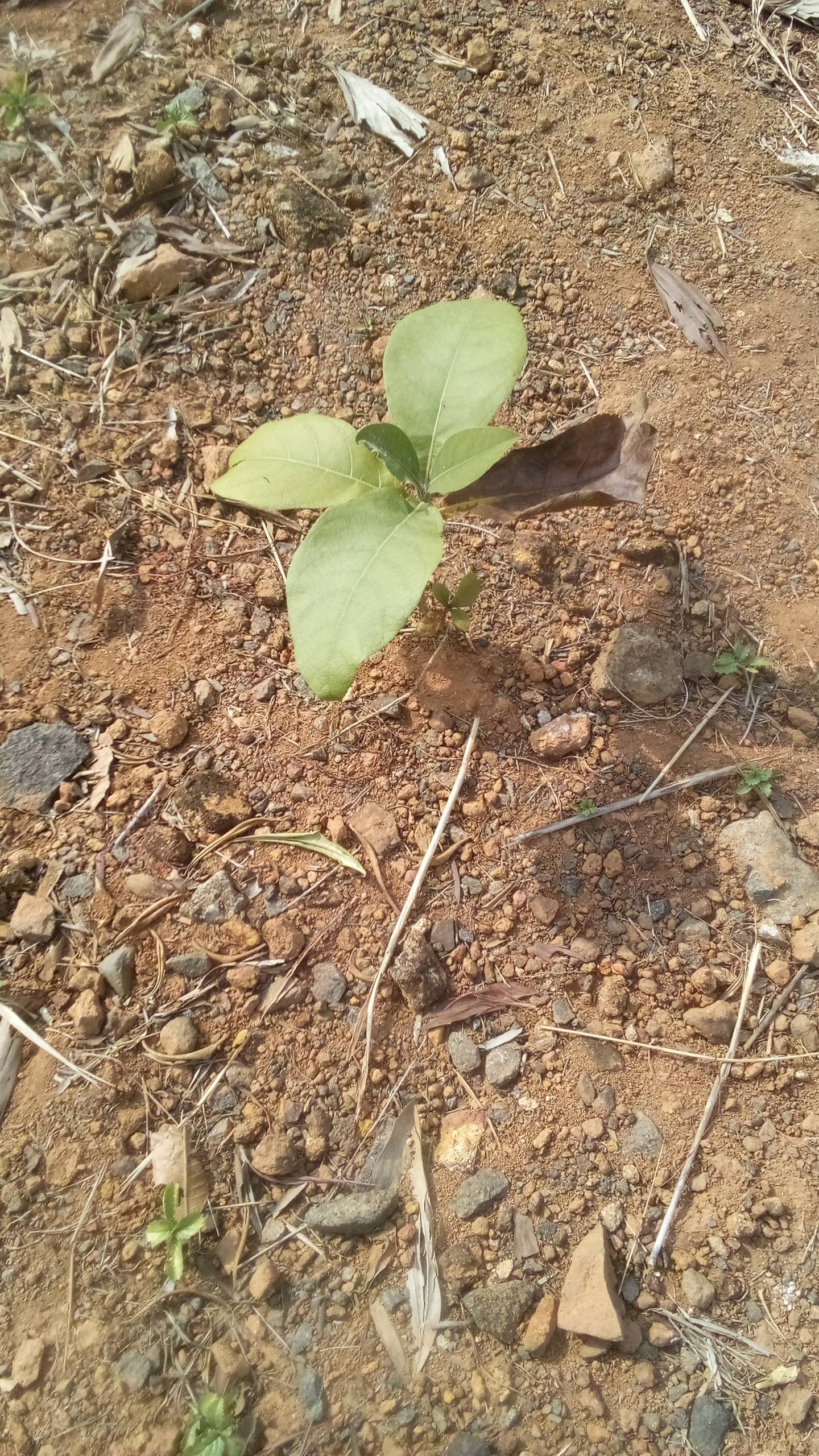 tree