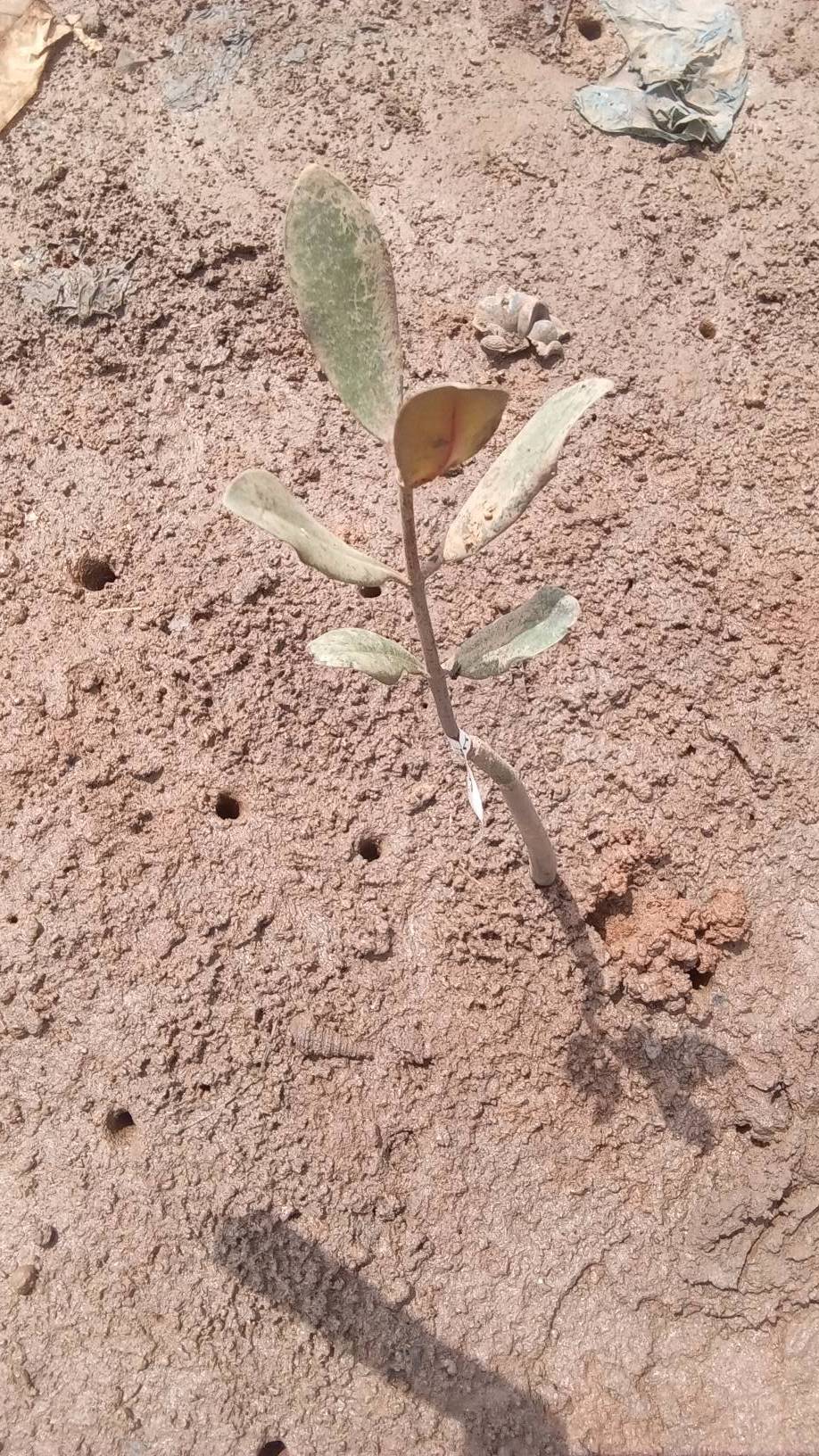 tree