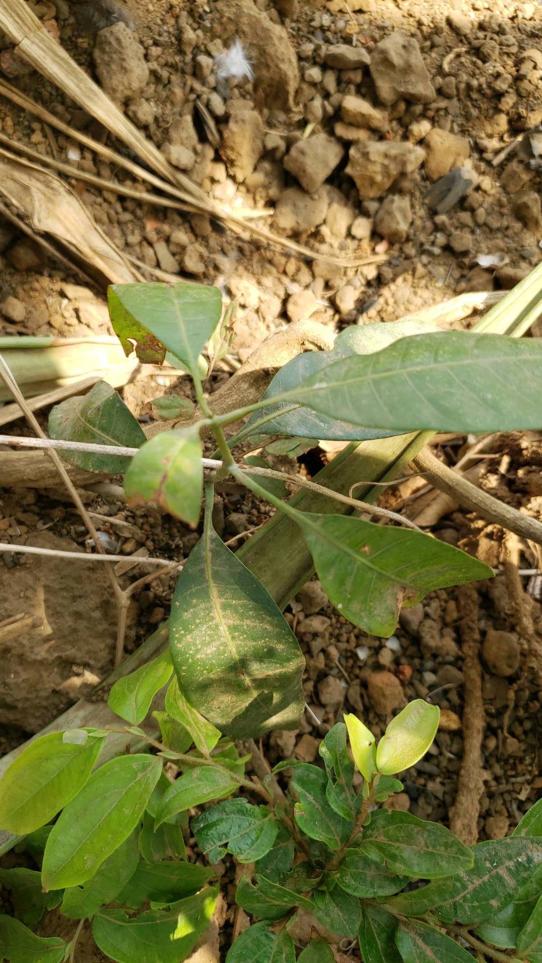tree