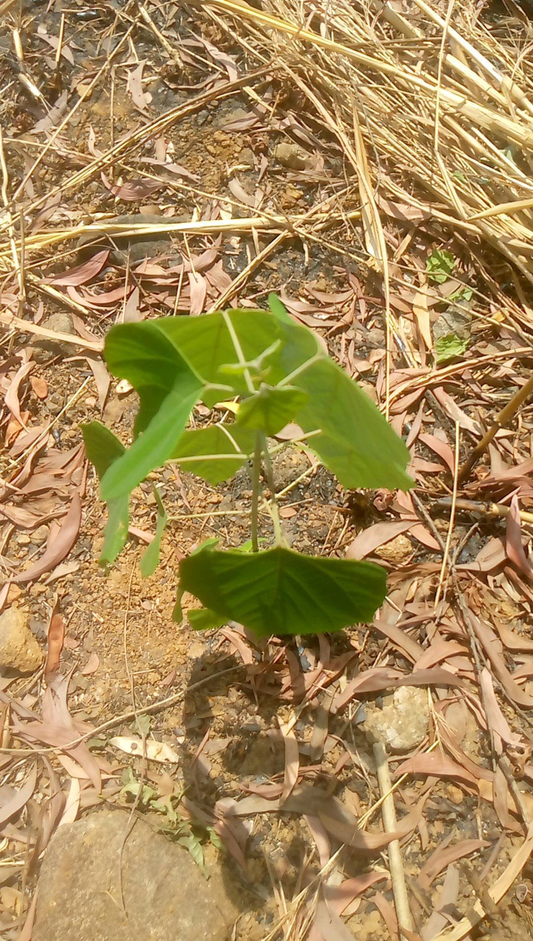 tree