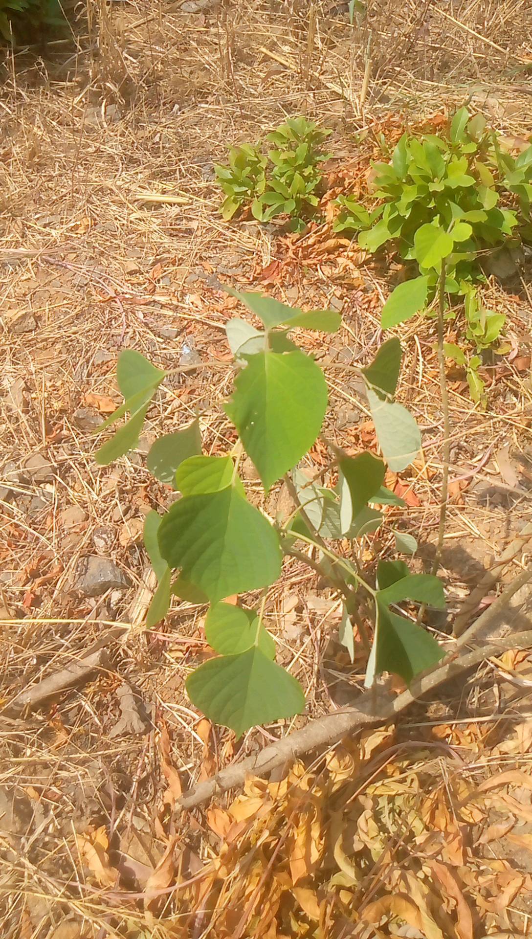 tree