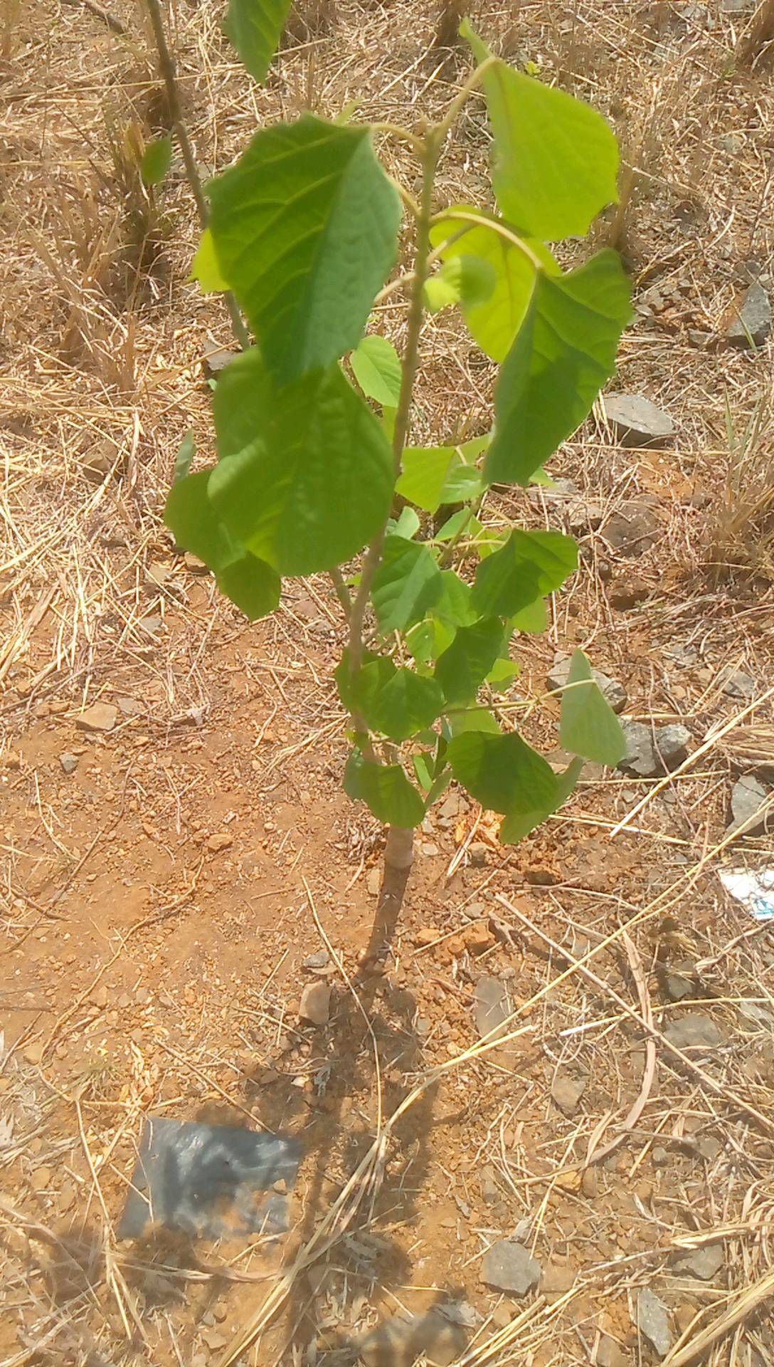 tree