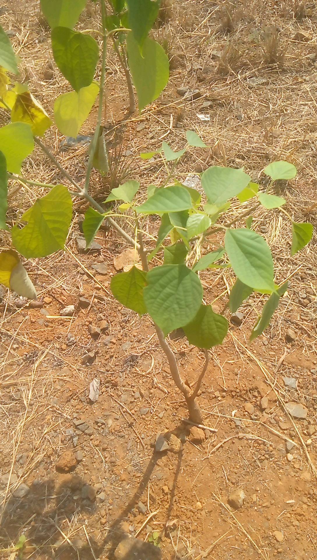 tree