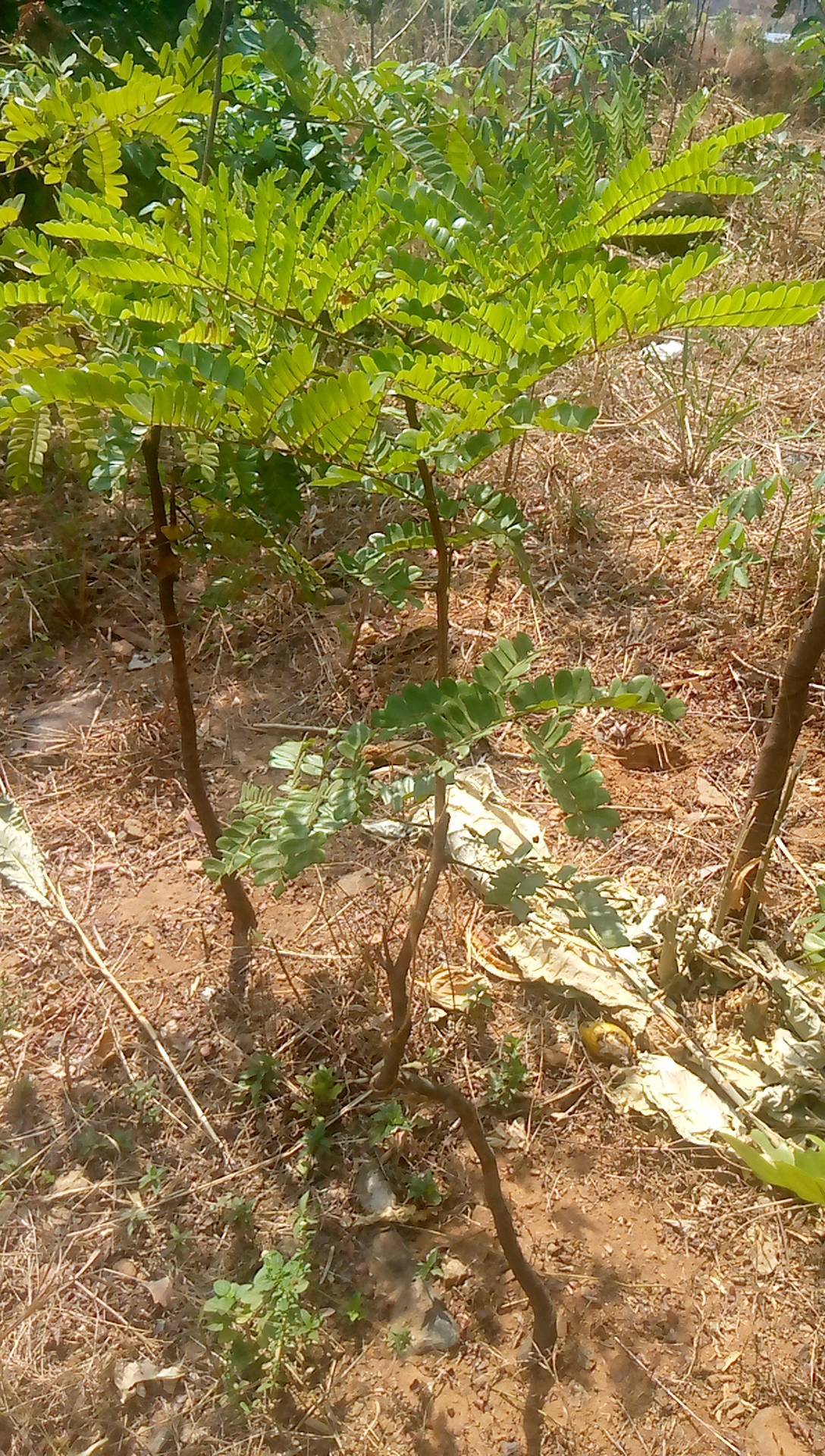 tree