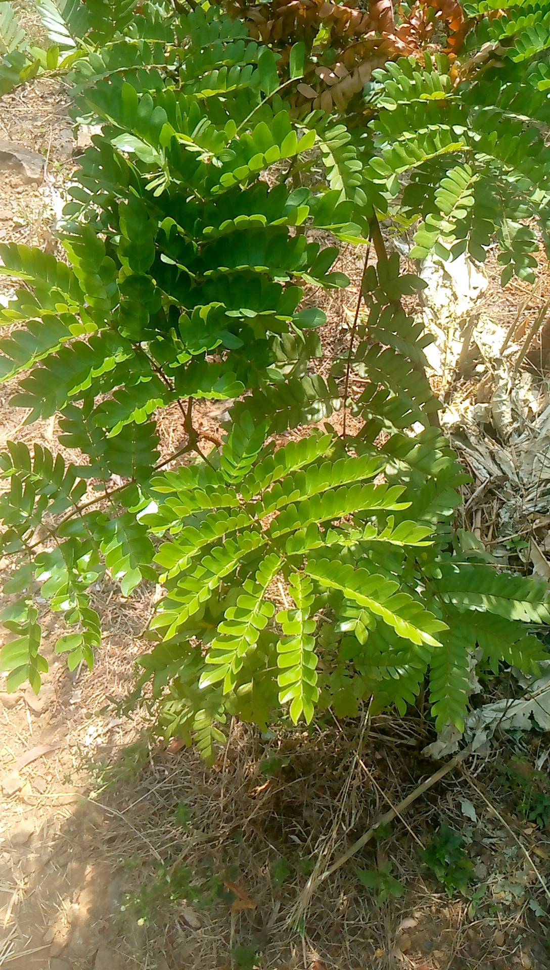 tree