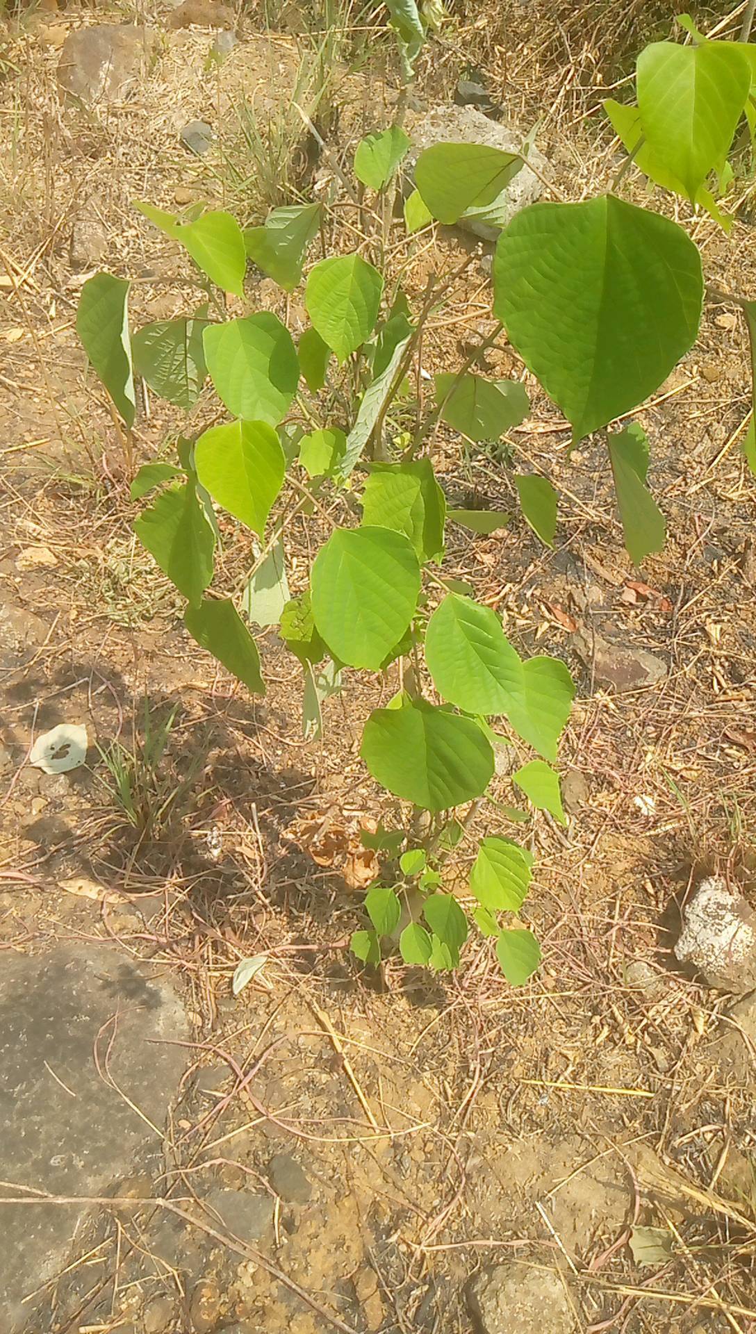tree