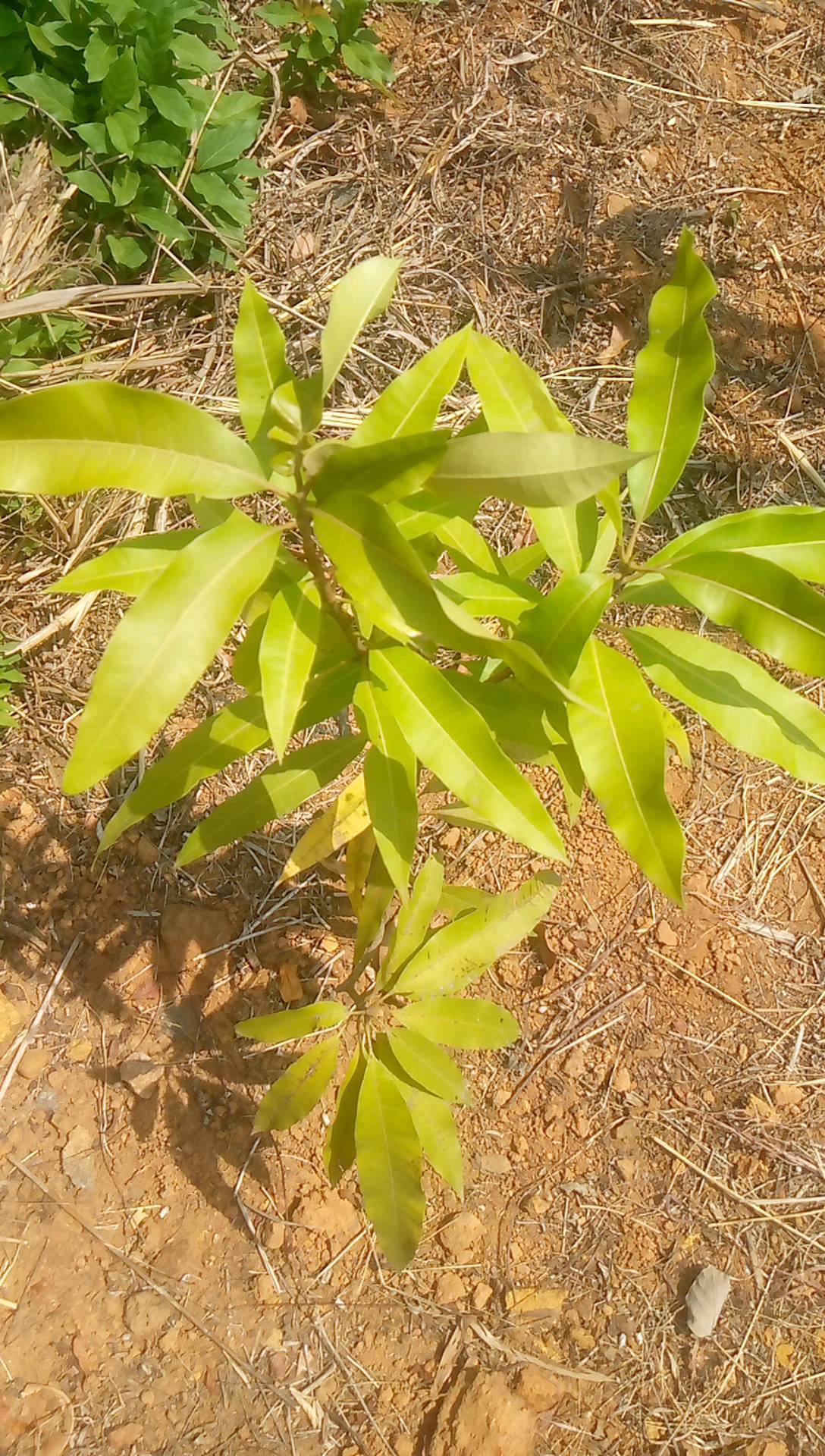 tree